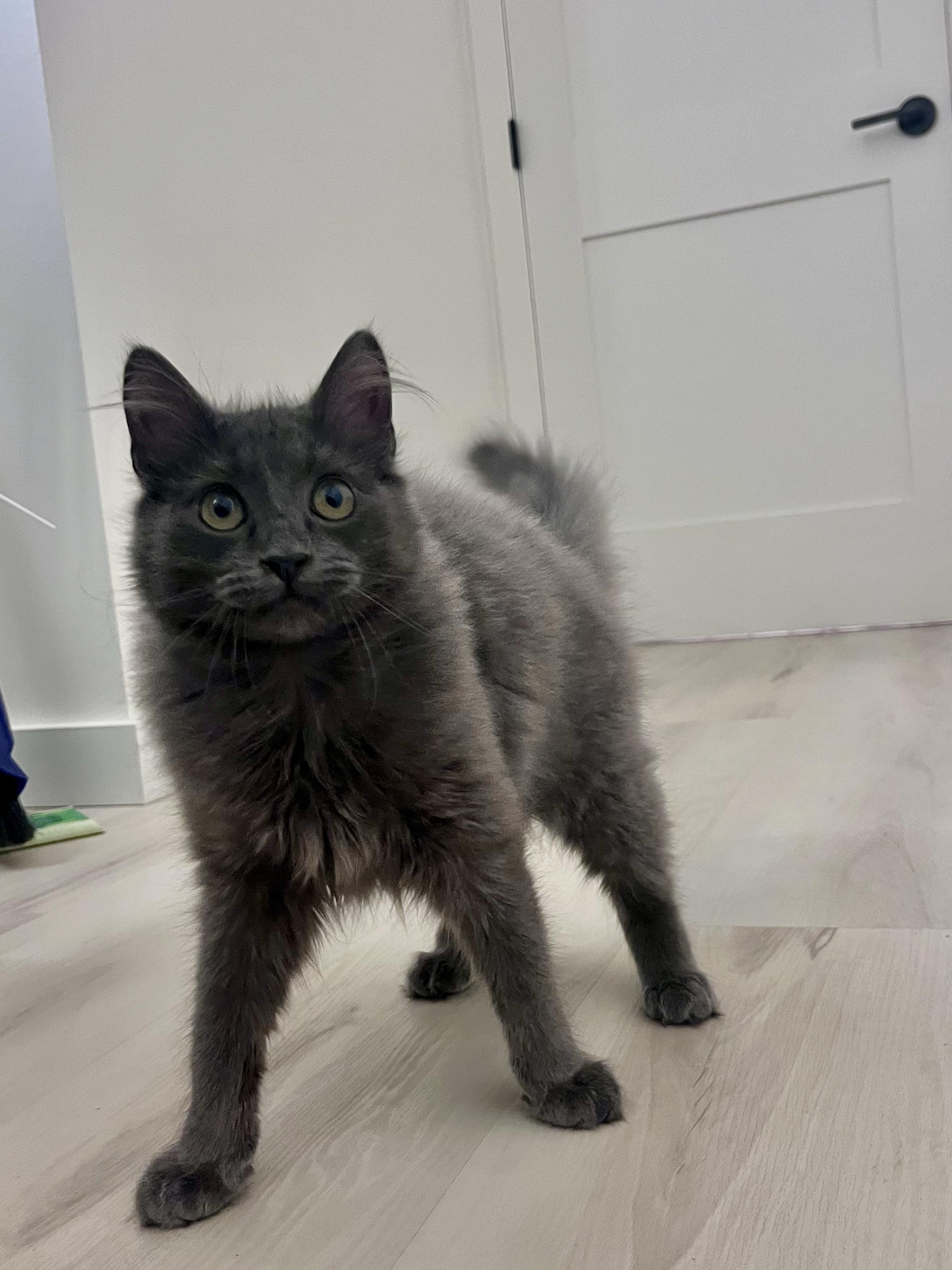 Enlarge Razzle Dazzle, a ADOPTABLE Domestic Long Hair in North Haven, CT image 1/6