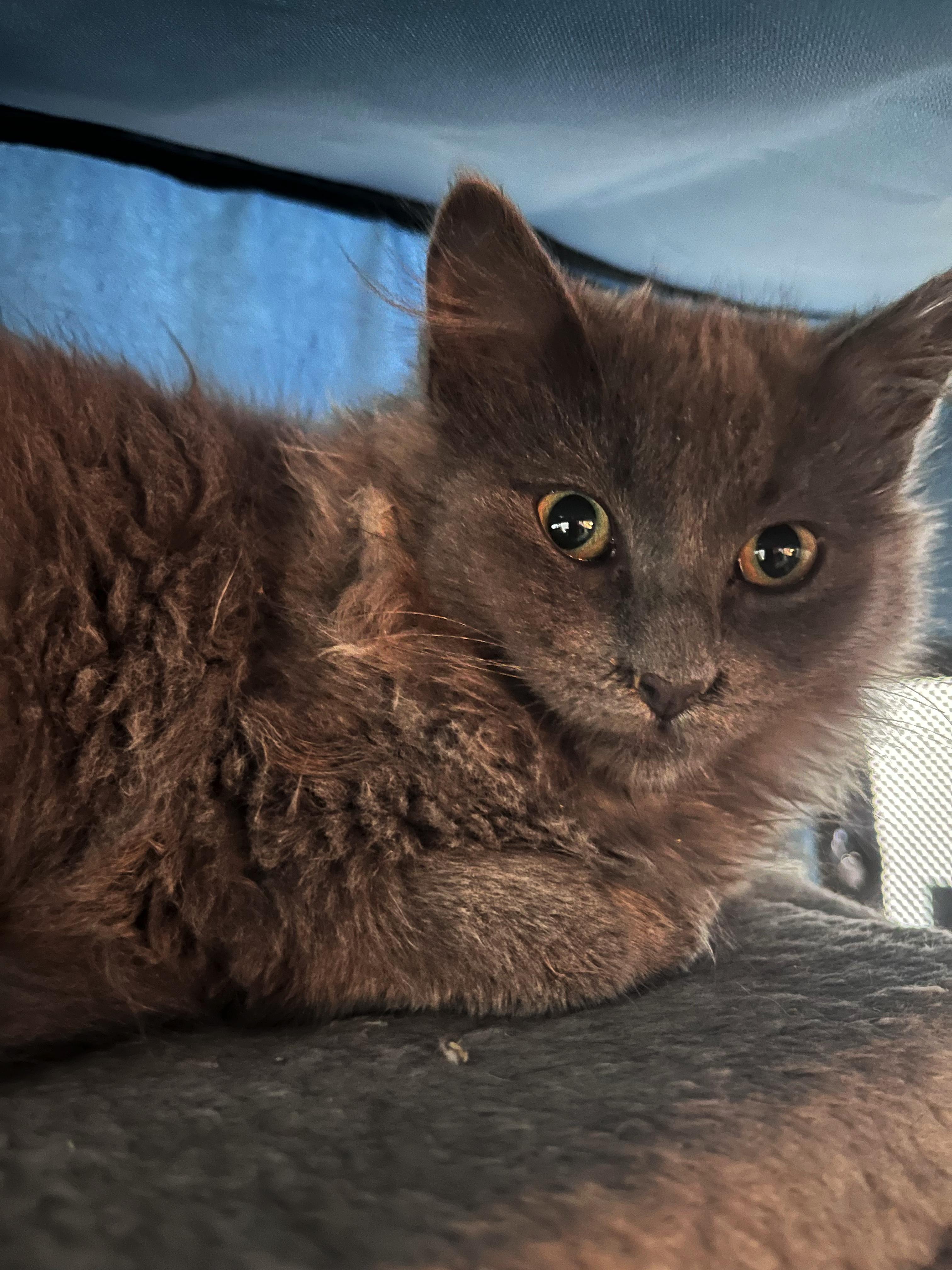 Enlarge Razzle Dazzle, a ADOPTABLE Domestic Long Hair in North Haven, CT image 3/6