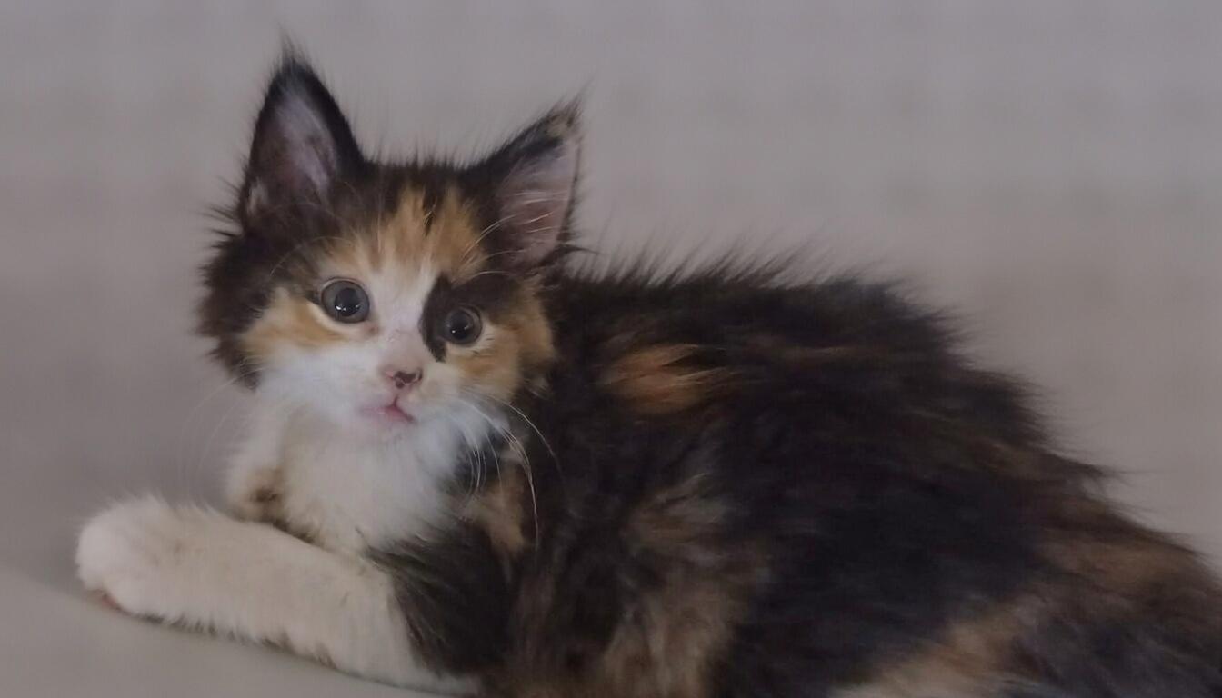 Gemma (fluffy) and Emma , a Adoptable Domestic Medium Hair in Houston, TX image 3/3