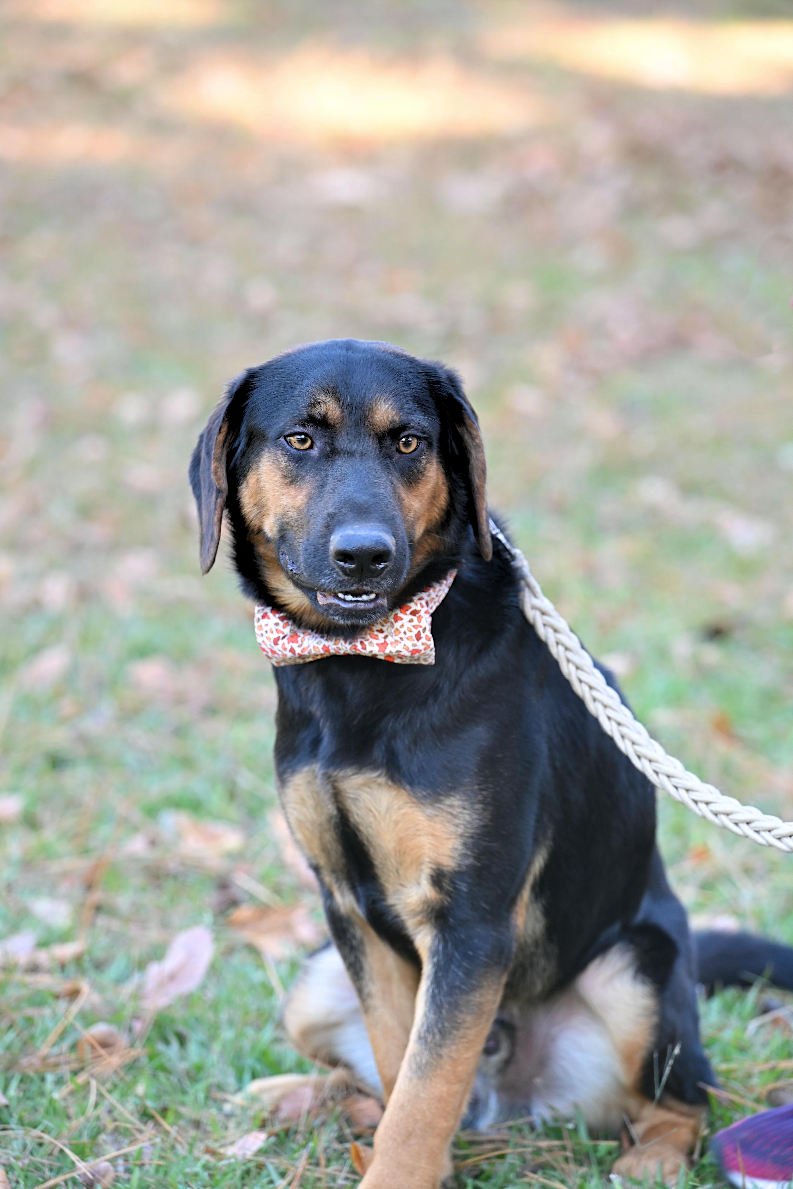 PHILLIP - sweet boy!, a Adoptable mixed breed in Underhill, VT image 1/6