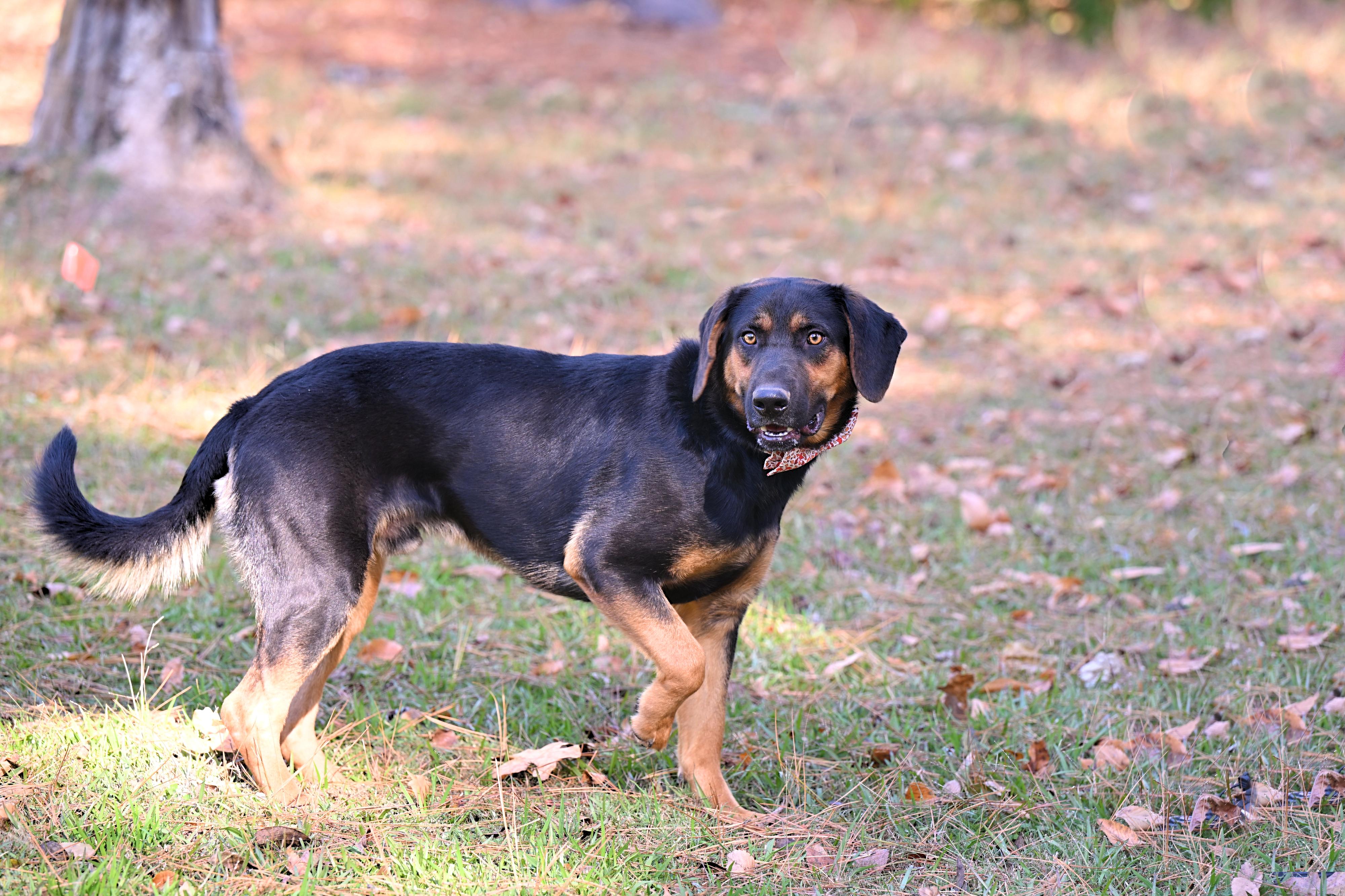 PHILLIP - sweet boy!, a Adoptable mixed breed in Underhill, VT image 2/6