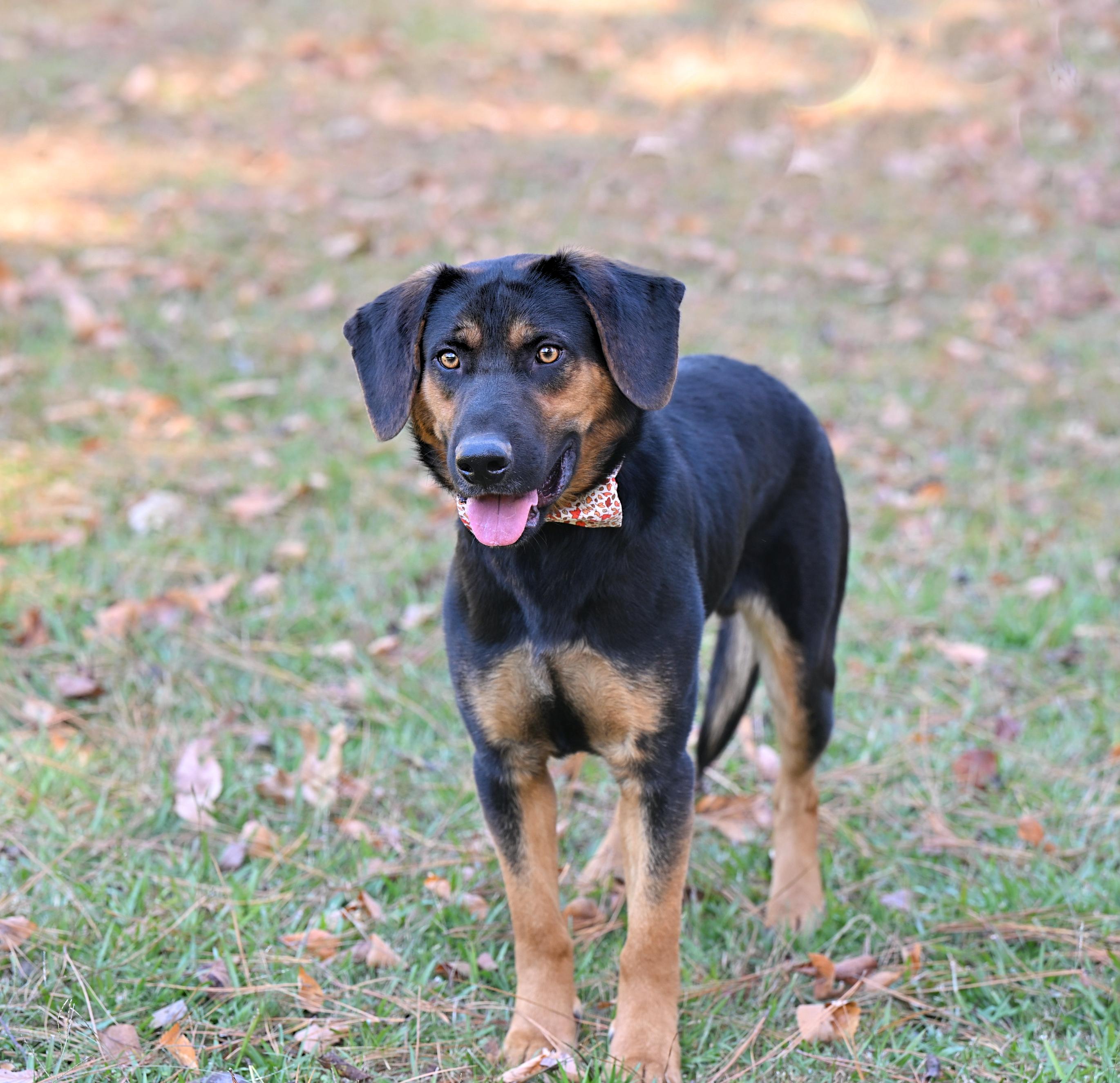 PHILLIP - such a sweet boy!, Adoptable, Young Male Hound.