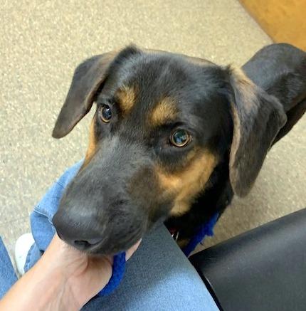 PHILLIP - sweet boy!, Adoptable, Young Male Hound.