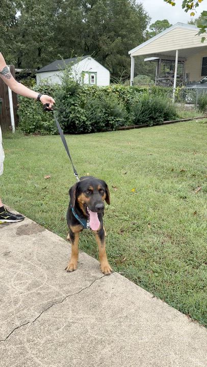 Enlarge PHILLIP - sweet boy!, a Adoptable mixed breed in Underhill, VT video 6/6