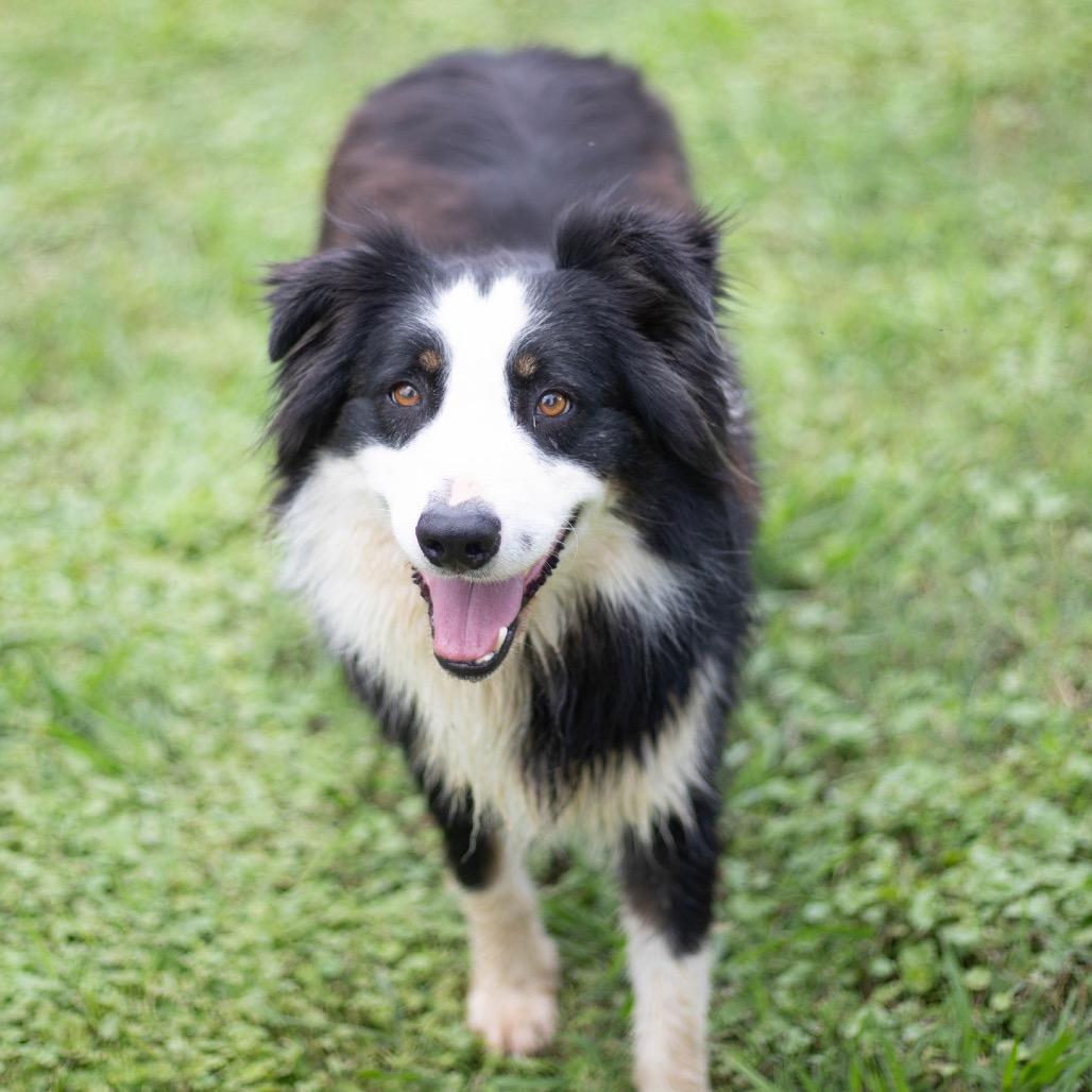 Manny, Adoptable, Adult Male Border Collie & Australian Shepherd.