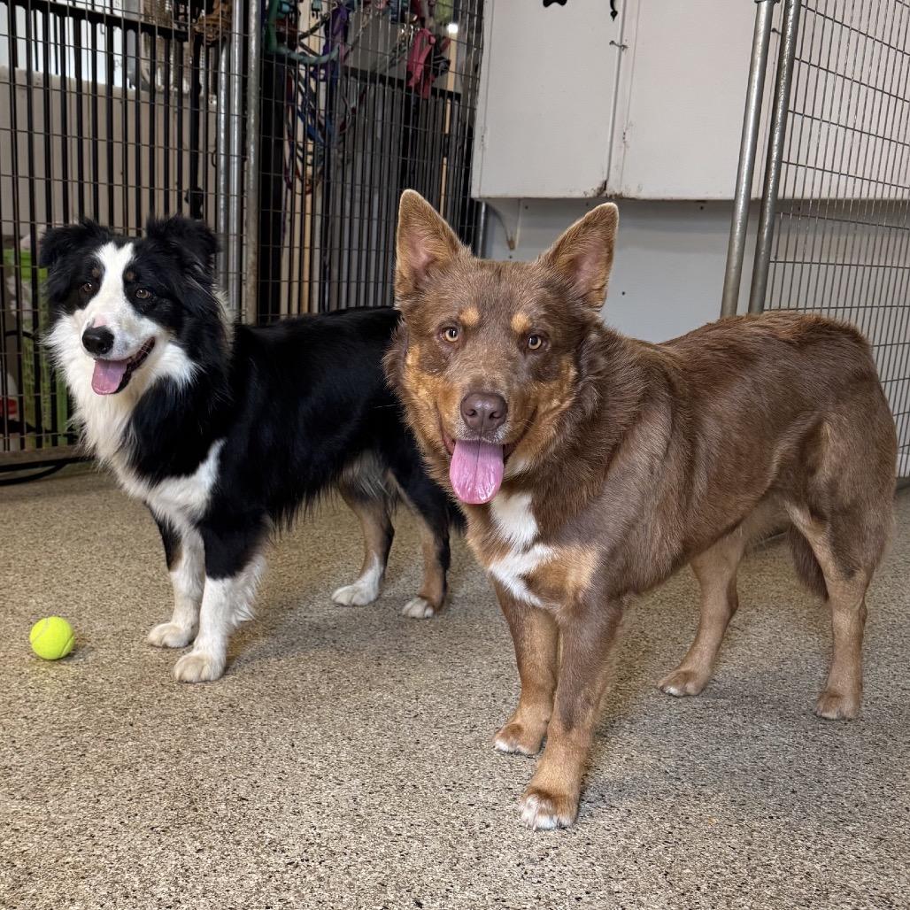 Enlarge Manny, a Adoptable mixed breed in Brownsboro, AL image 1/2