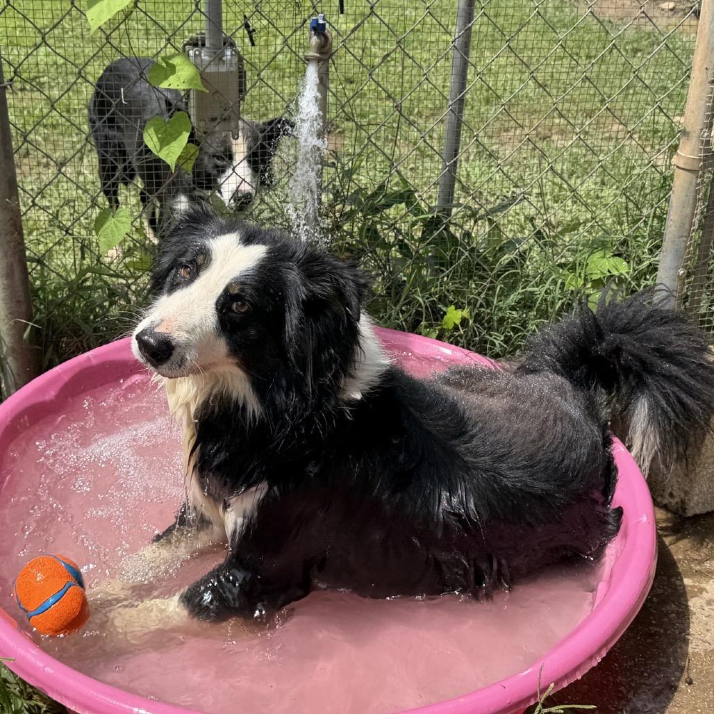 Enlarge Manny, a Adoptable mixed breed in Brownsboro, AL image 4/5