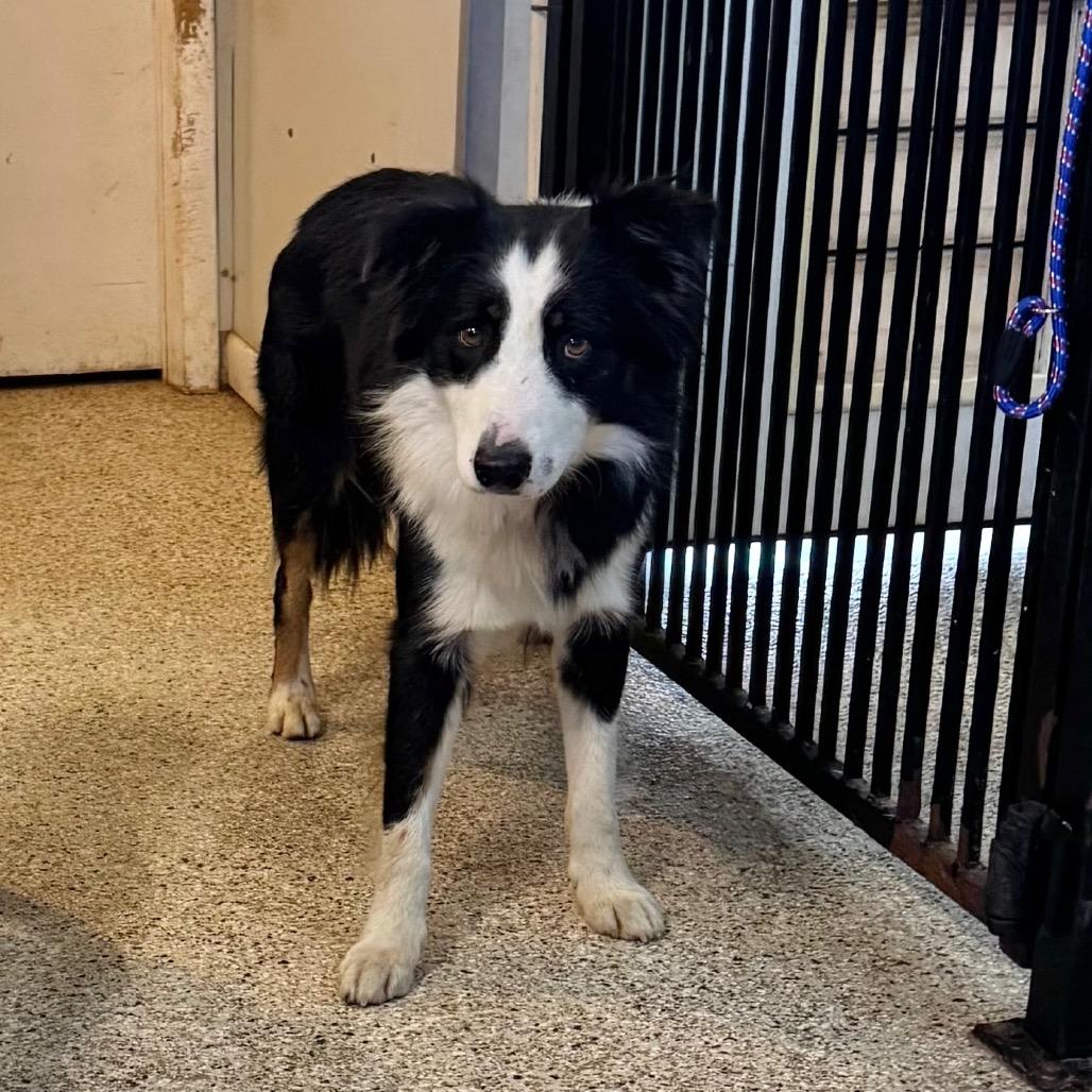 Enlarge Manny, a Adoptable mixed breed in Brownsboro, AL image 2/2