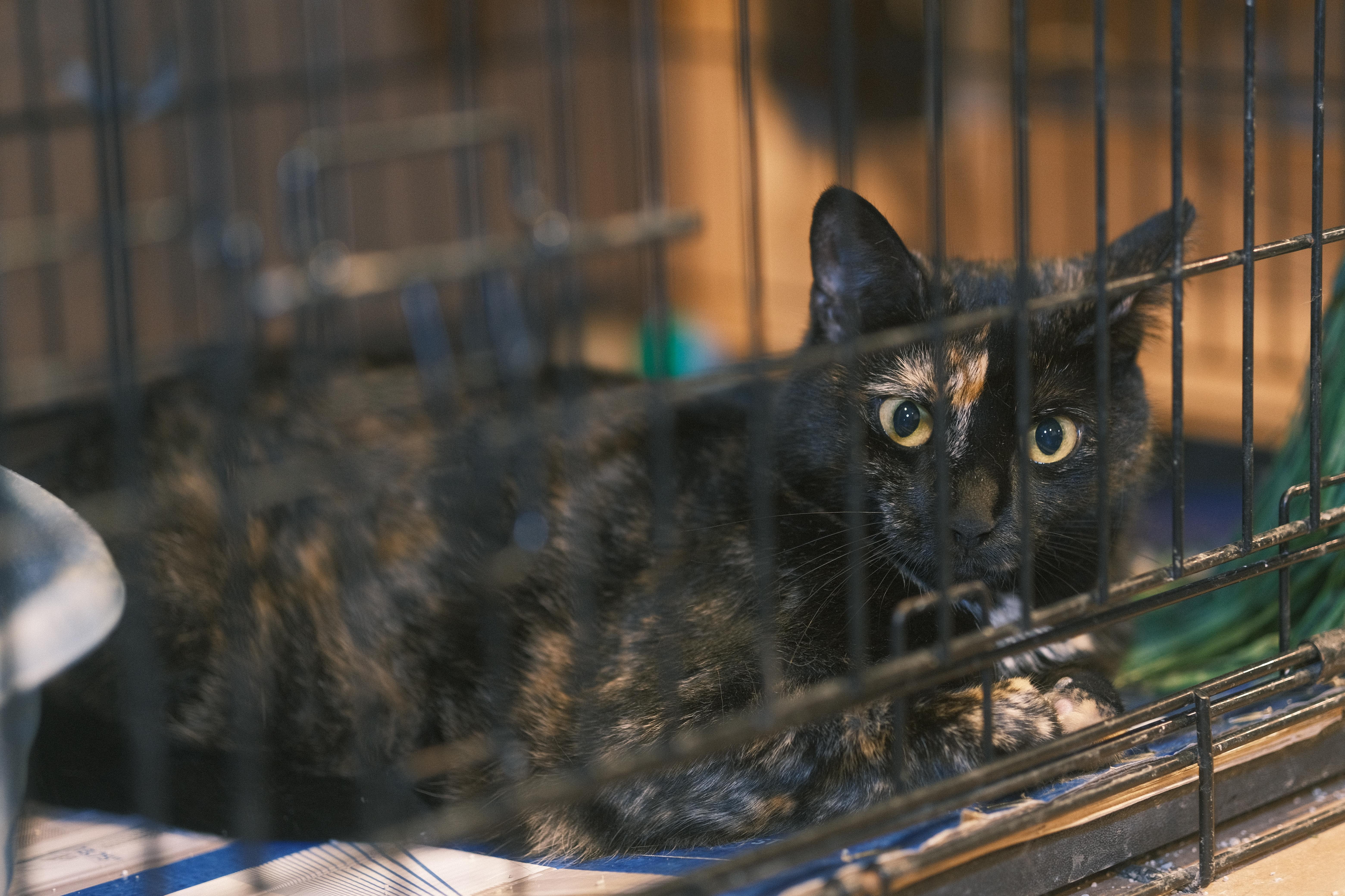 Ailey (FIV+) NEEDS YOU!, Adoptable, Young Female Dilute Tortoiseshell & Tortoiseshell.