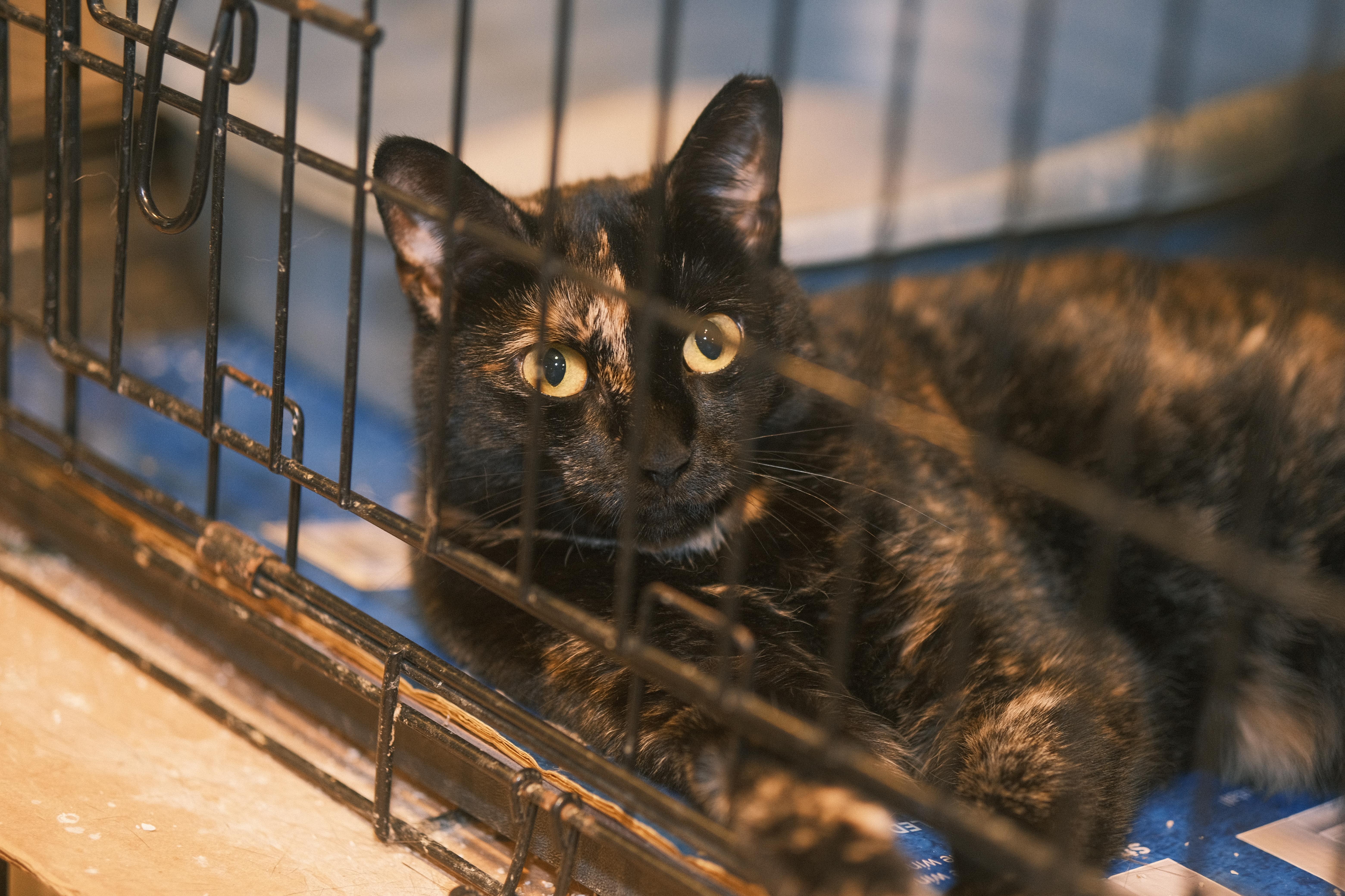 Enlarge Ailey (FIV+) NEEDS YOU!, a Adoptable mixed breed in Flushing, NY image 2/3