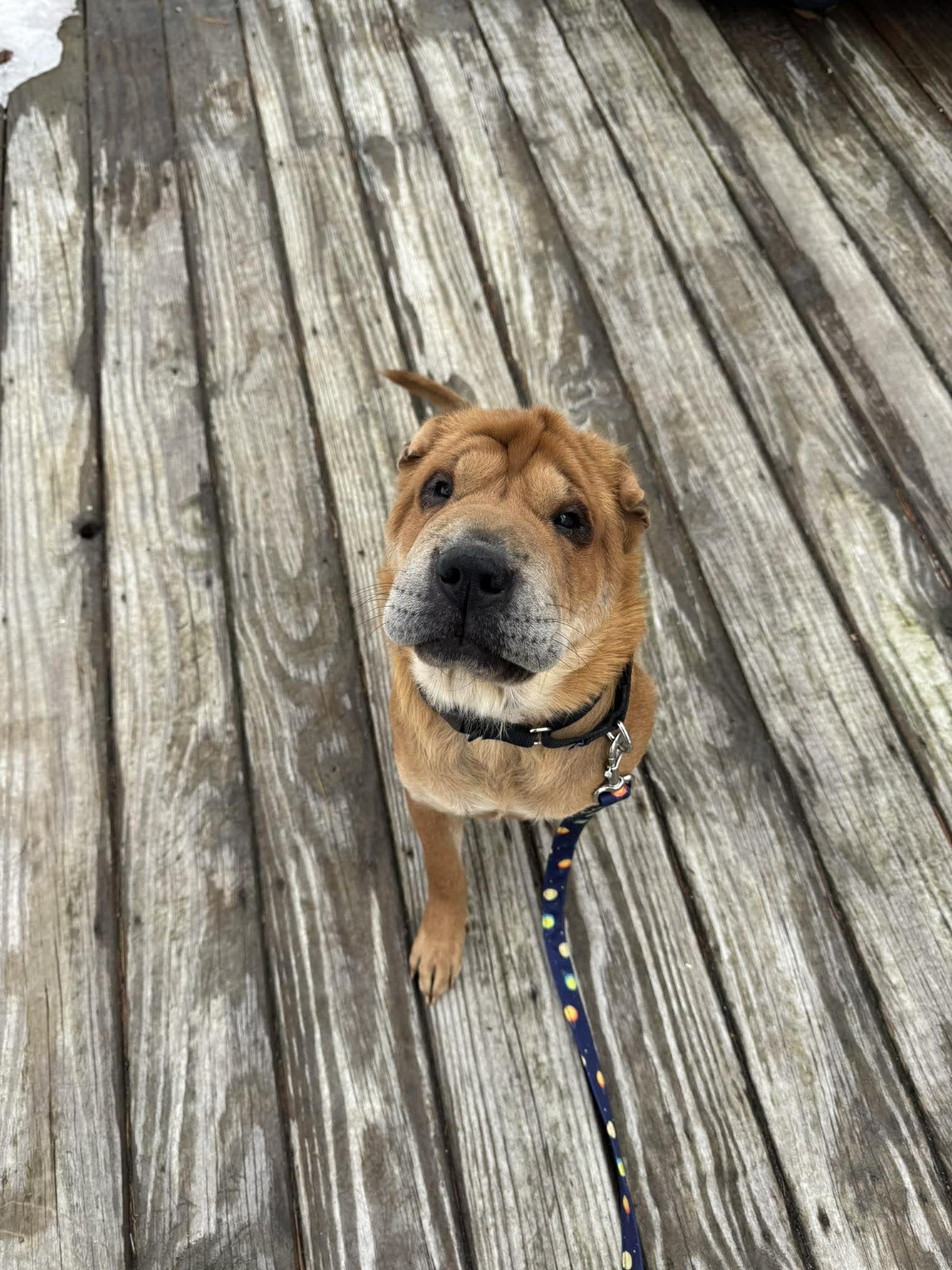 Enlarge Charlotte, a ADOPTABLE Shar-Pei in Brunswick, ME image 6/6