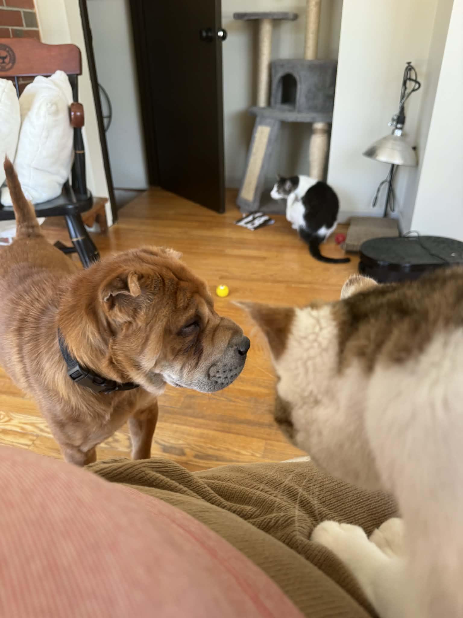 Enlarge Charlotte, a ADOPTABLE Shar-Pei in Brunswick, ME image 2/6