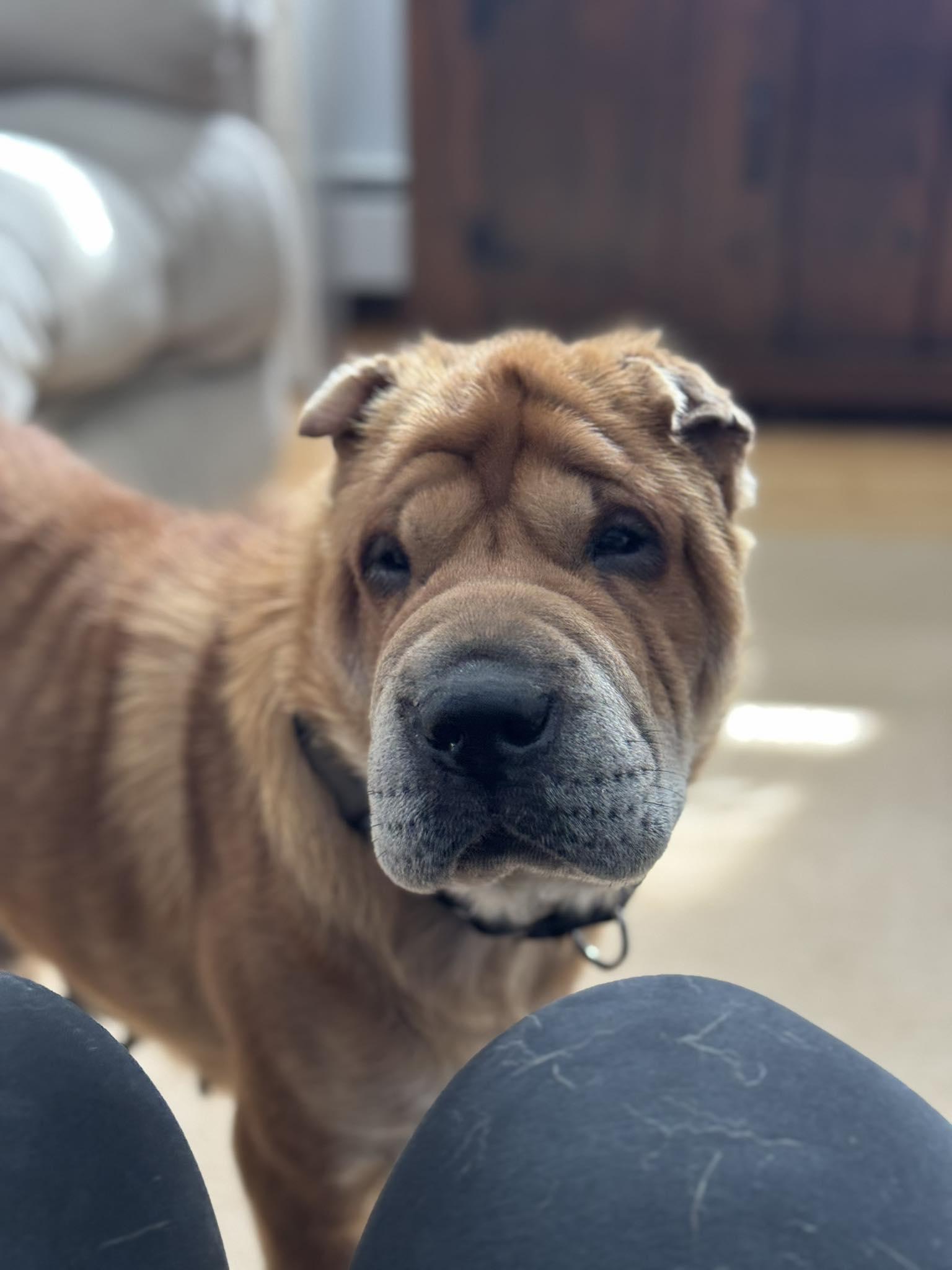 Enlarge Charlotte, a ADOPTABLE Shar-Pei in Brunswick, ME image 5/6