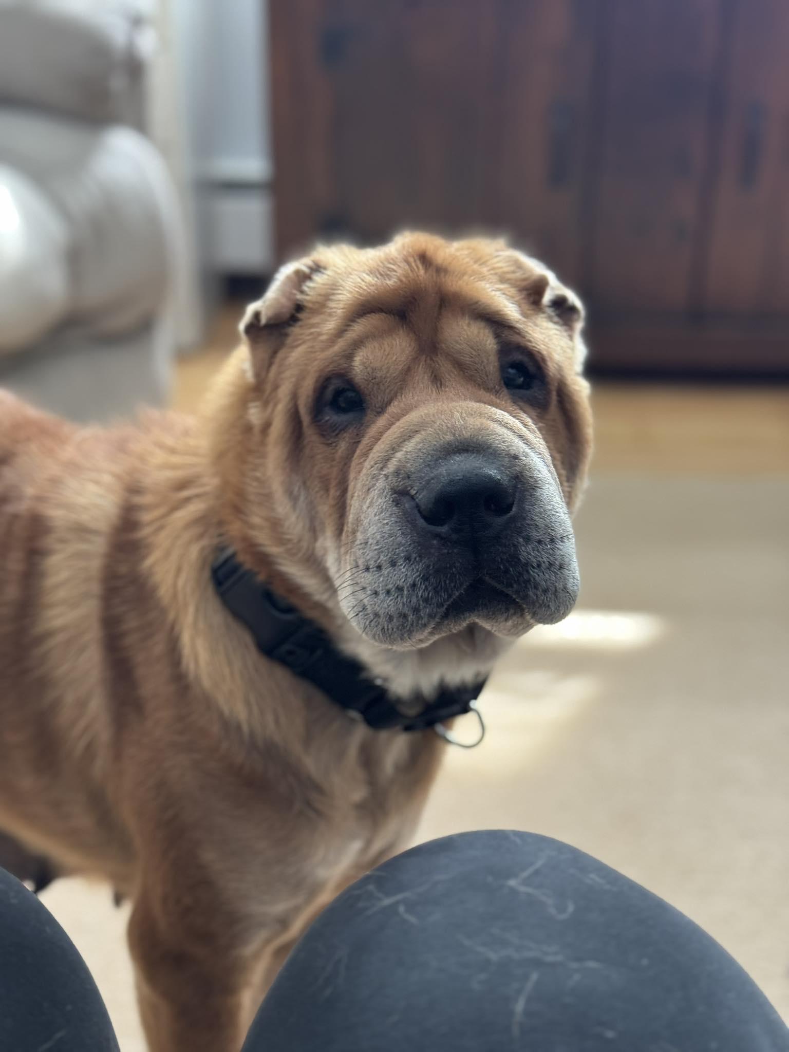 Enlarge Charlotte, a ADOPTABLE Shar-Pei in Brunswick, ME image 3/6