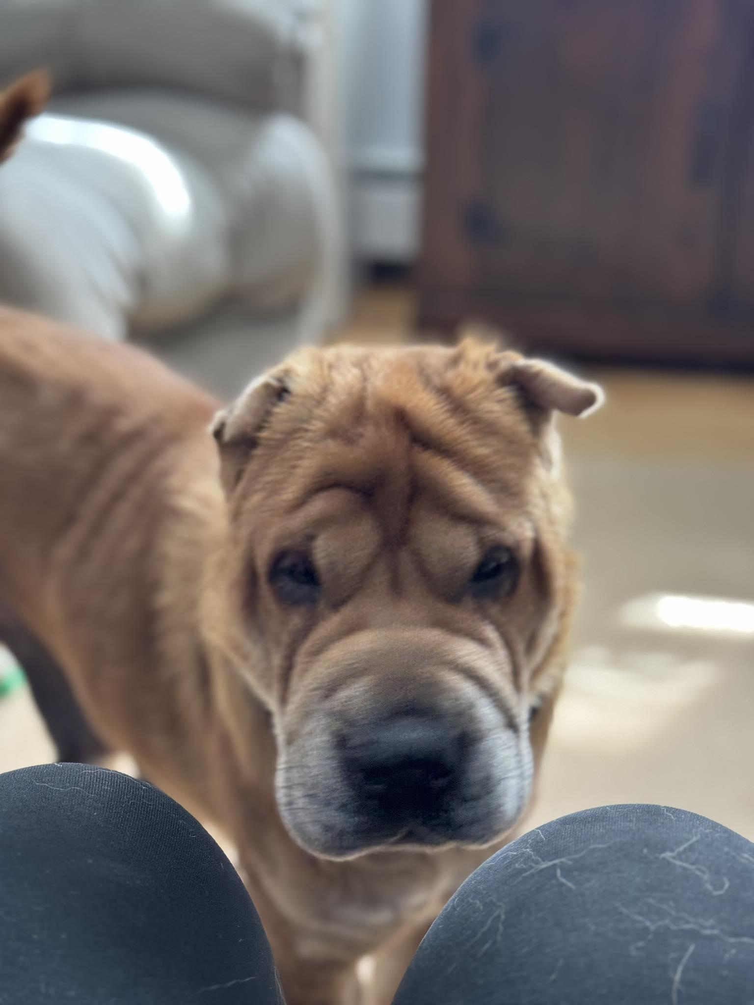 Enlarge Charlotte, a ADOPTABLE Shar-Pei in Brunswick, ME image 4/6