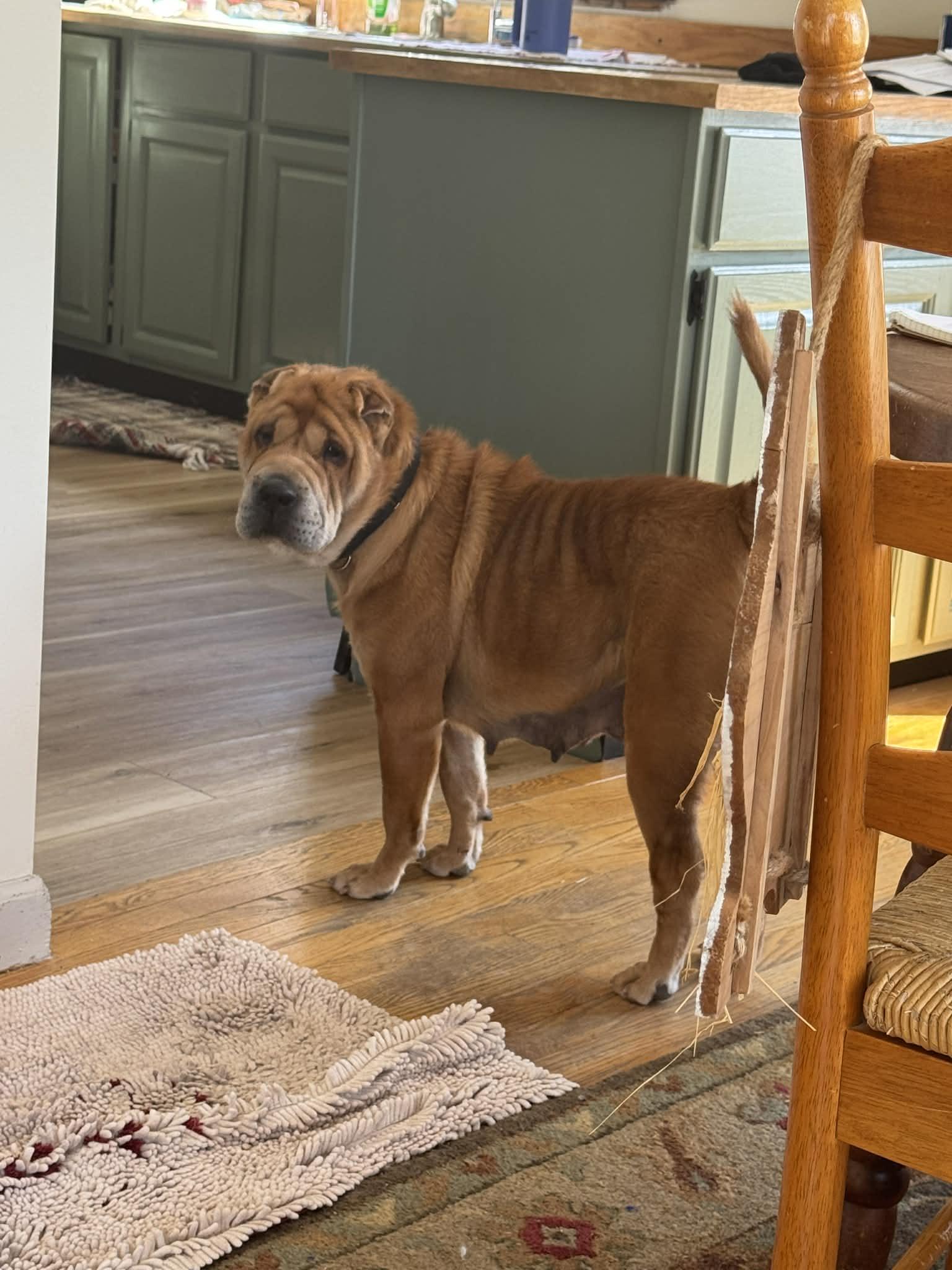 Enlarge Charlotte, a ADOPTABLE Shar-Pei in Brunswick, ME image 1/6