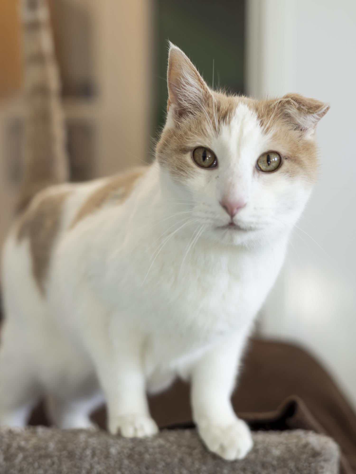 Tobie, adopted, Senior Male Domestic Short Hair.