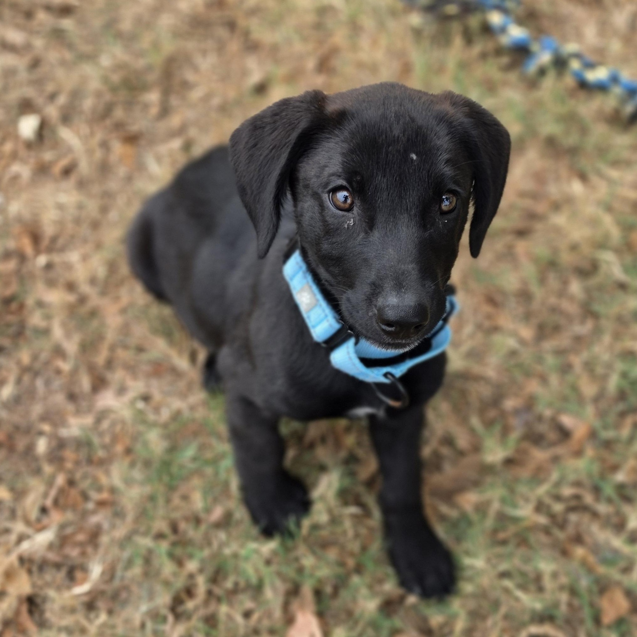 Checkers, Adopted, Puppy Male Hound.