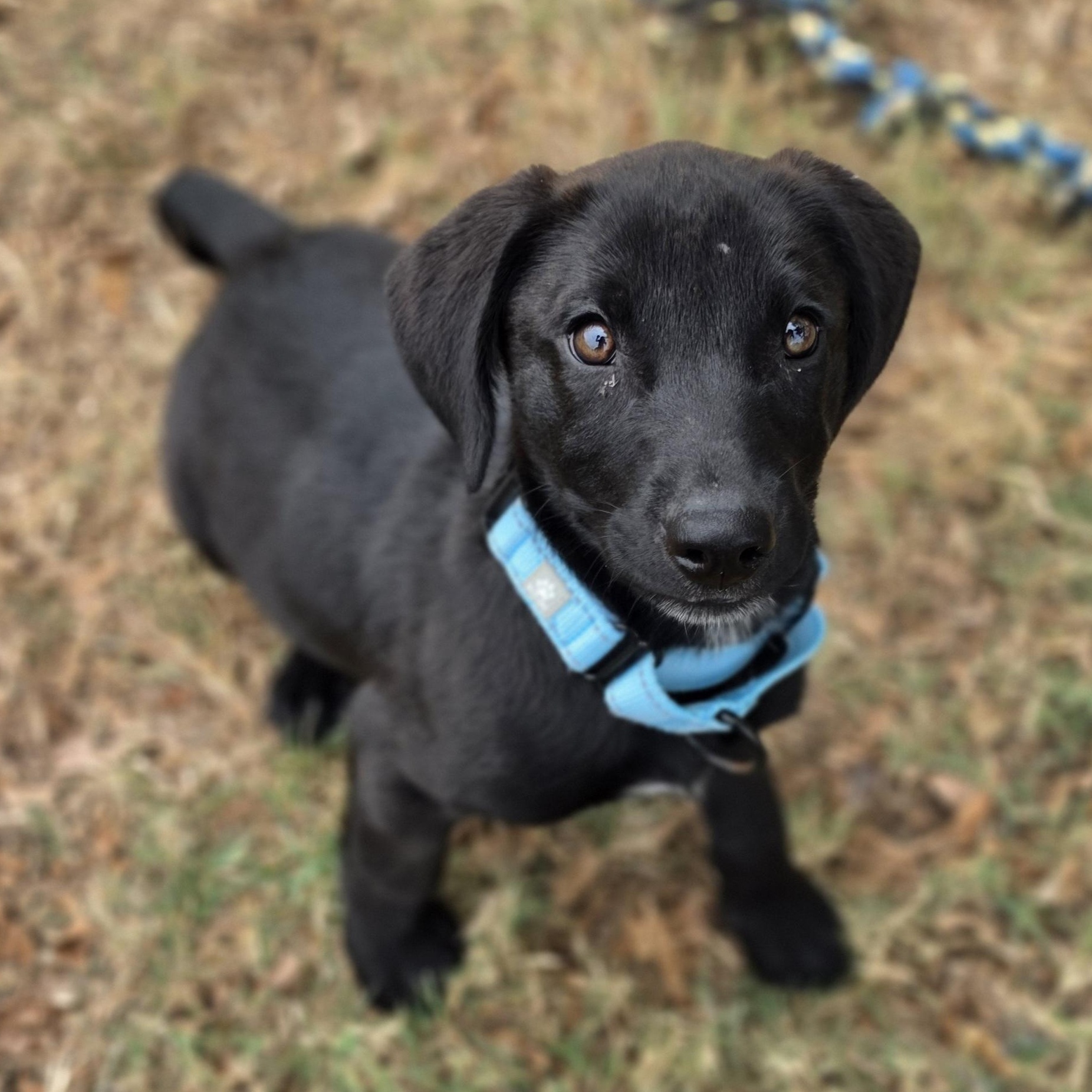 Enlarge Checkers, a Adopted mixed breed in Lowell, AR image 2/3