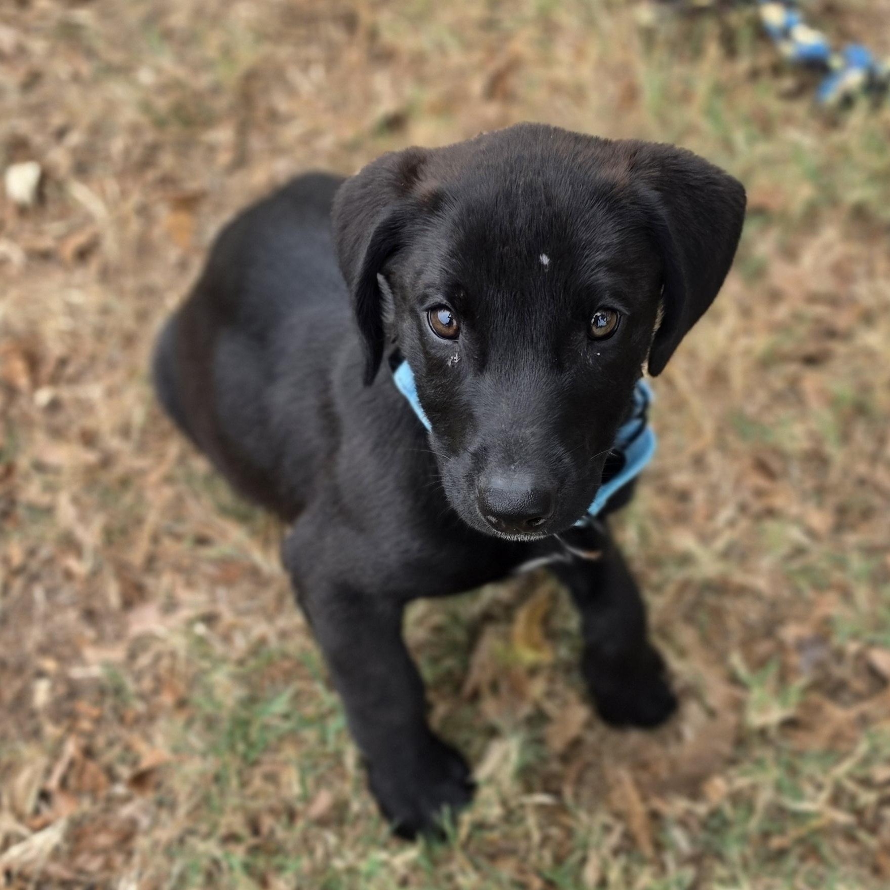 Enlarge Checkers, a Adopted mixed breed in Lowell, AR image 3/3