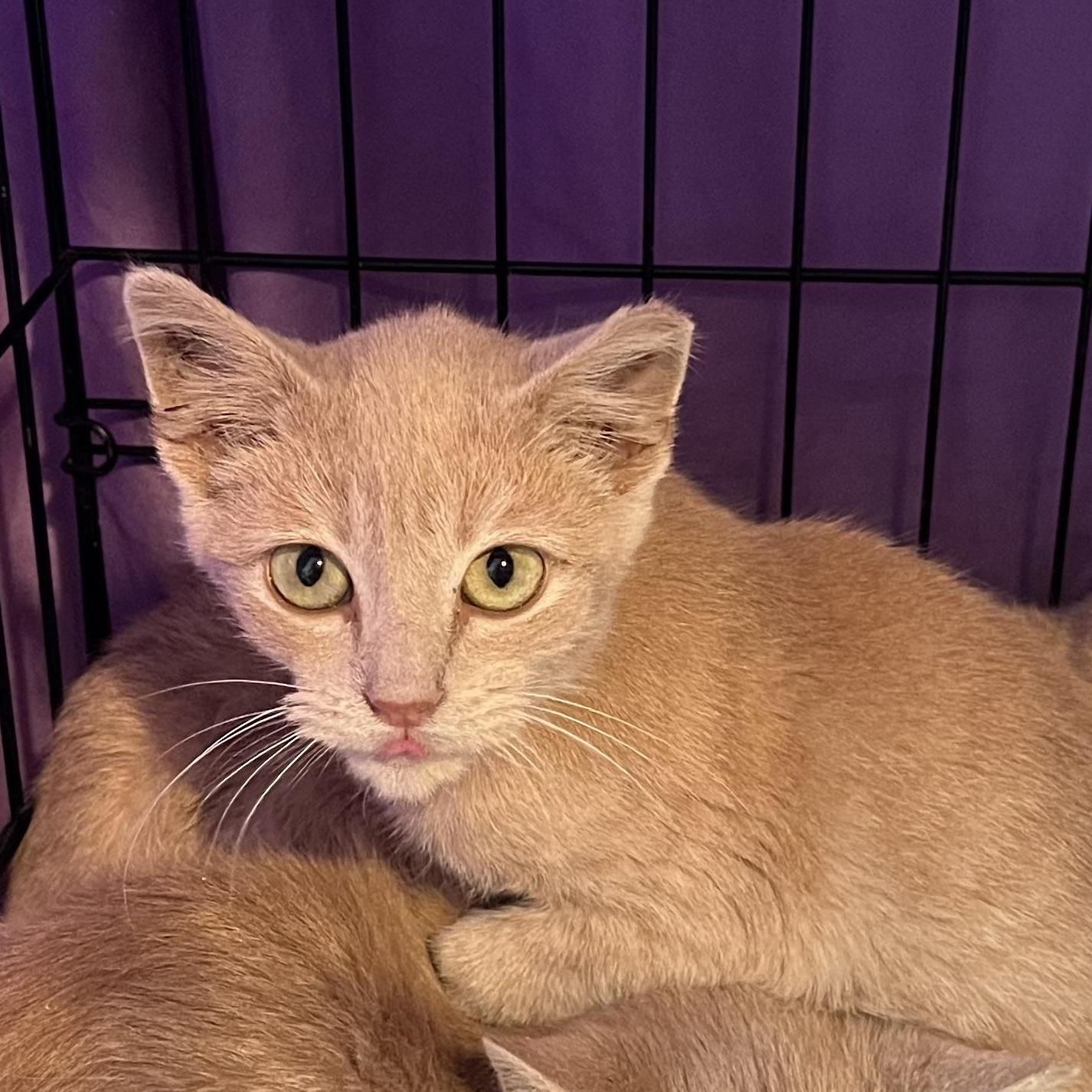 Iced Cinnamon Dulce Latte, Adoptable, Kitten Male Domestic Short Hair.