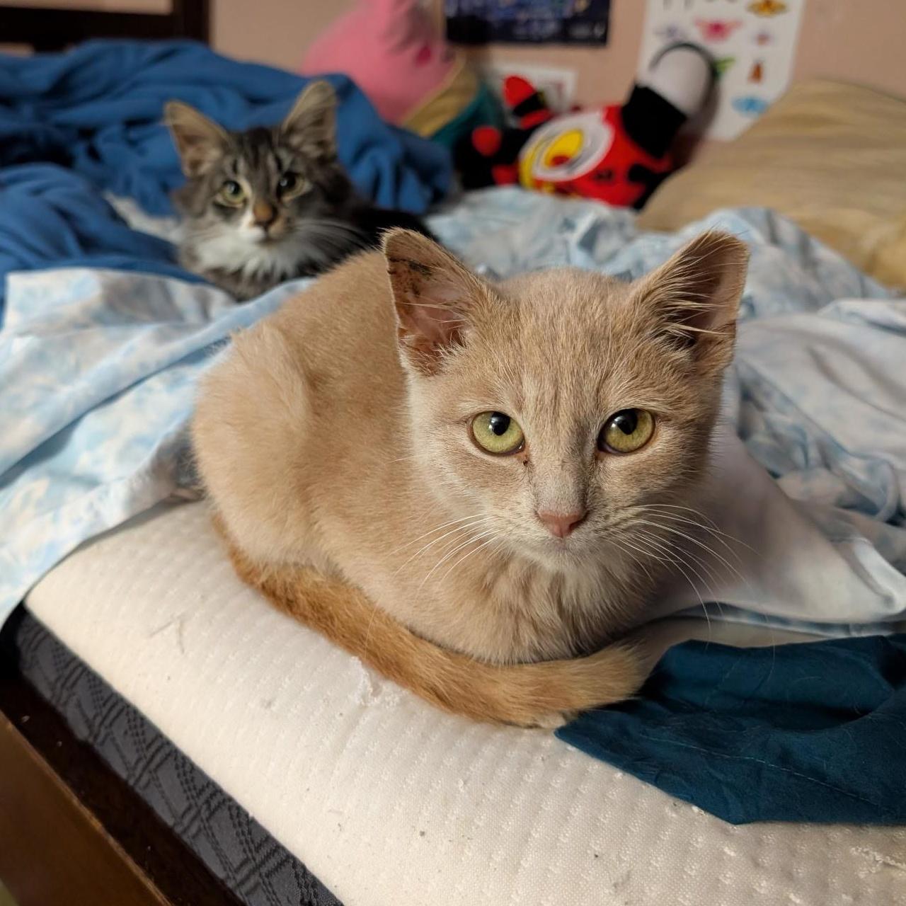 Enlarge Iced Cinnamon Dulce Latte, an adopted mixed breed in South Euclid, OH image 2/5