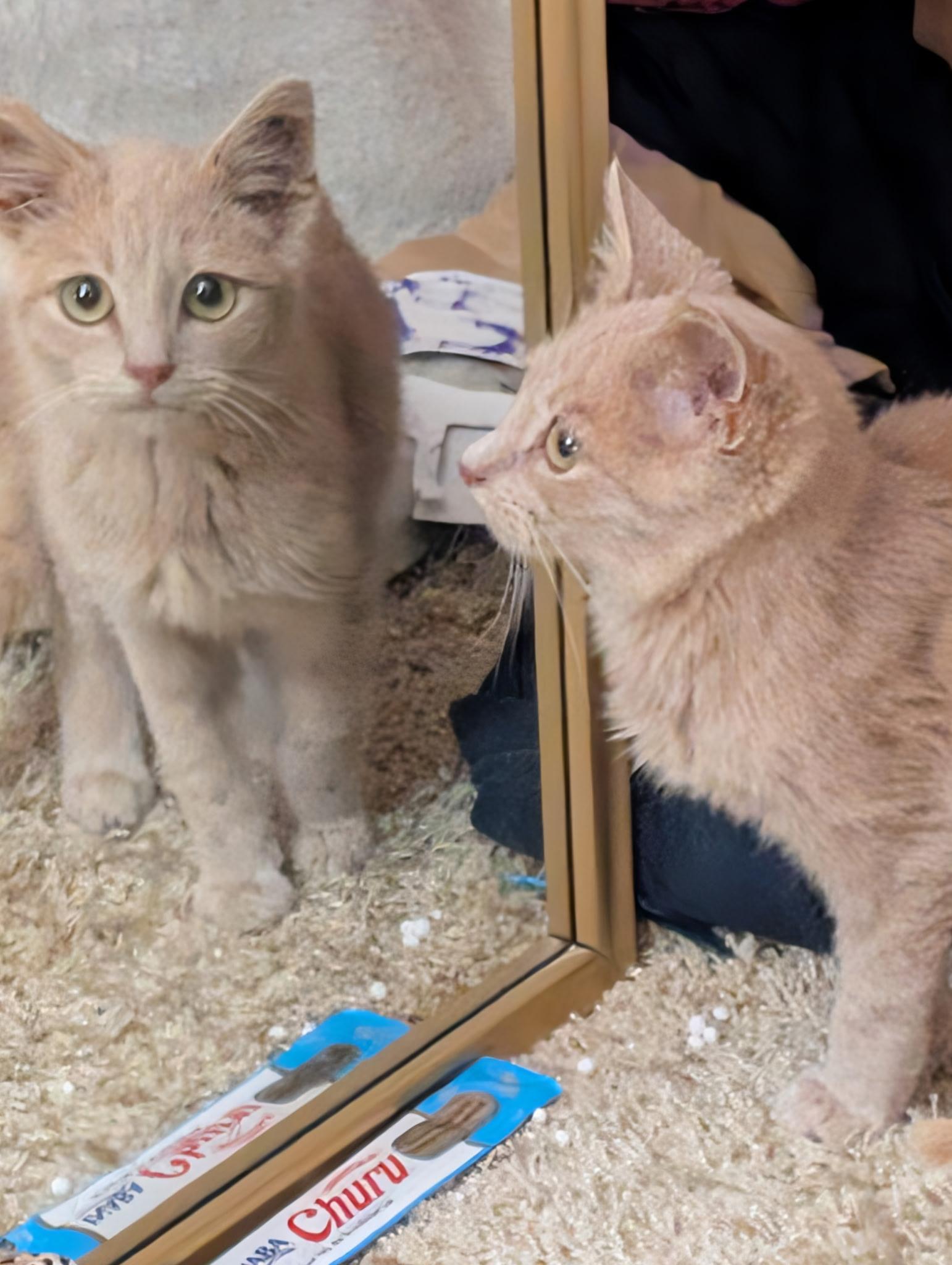 Enlarge Iced Cinnamon Dulce Latte, an adopted mixed breed in South Euclid, OH image 3/5