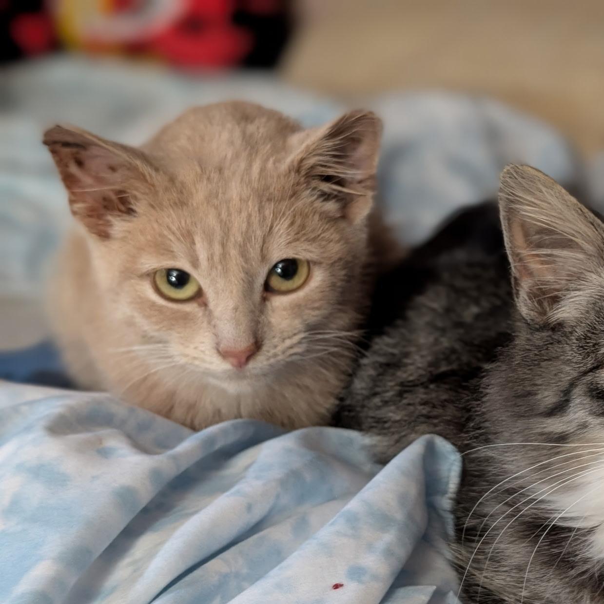 Enlarge Iced Cinnamon Dulce Latte, an adopted mixed breed in South Euclid, OH image 4/5