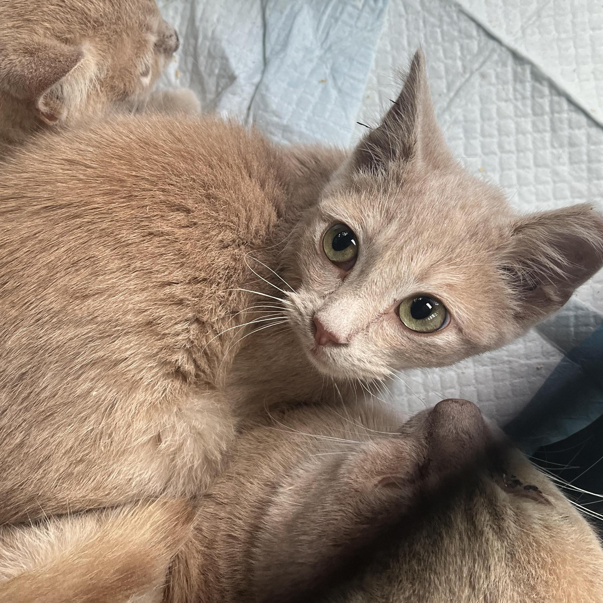 Enlarge Iced Cinnamon Dulce Latte, an adopted mixed breed in South Euclid, OH image 5/5