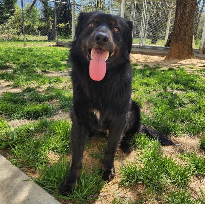 Enlarge Bronco, a ADOPTABLE mixed breed in Stanley, VA image 2/4