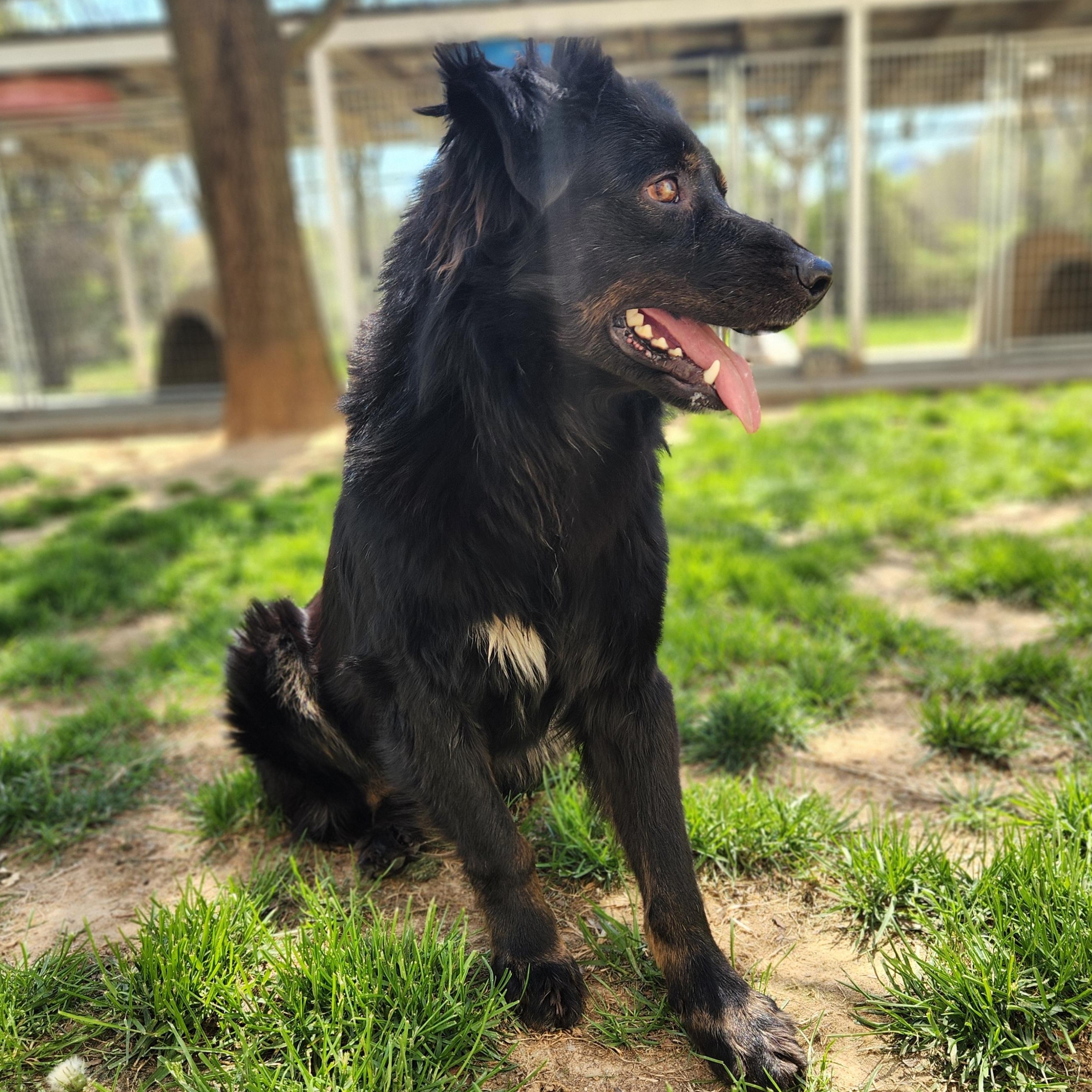 Enlarge Bronco, a ADOPTABLE mixed breed in Stanley, VA image 3/4