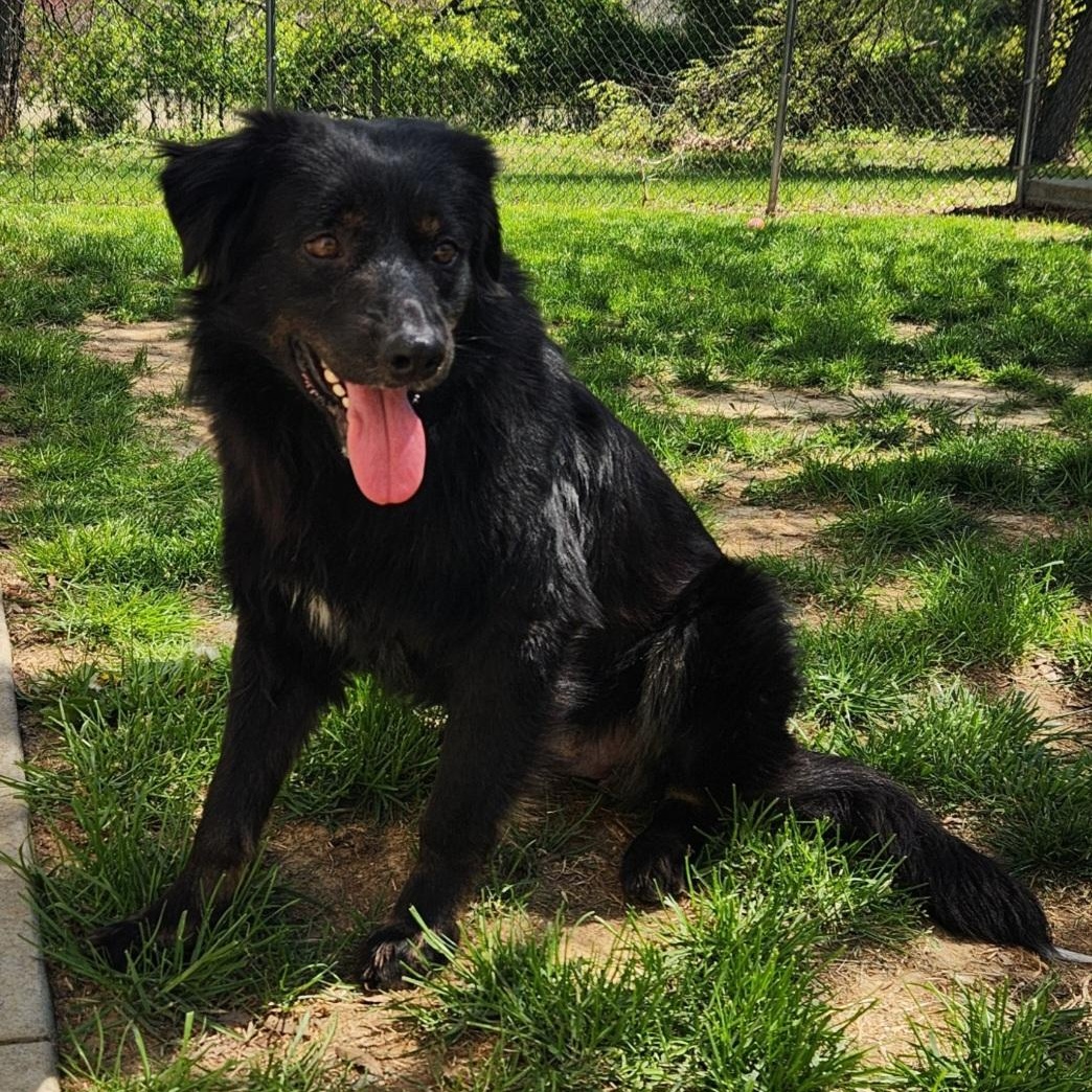 Enlarge Bronco, a ADOPTABLE mixed breed in Stanley, VA image 4/4