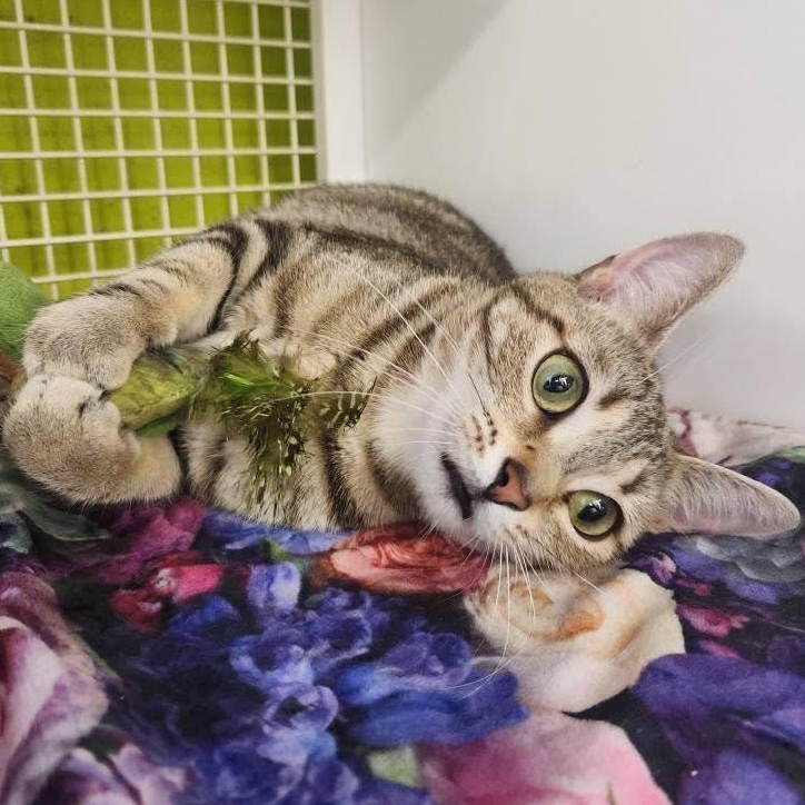 Hershie, Adult Female Domestic Short Hair