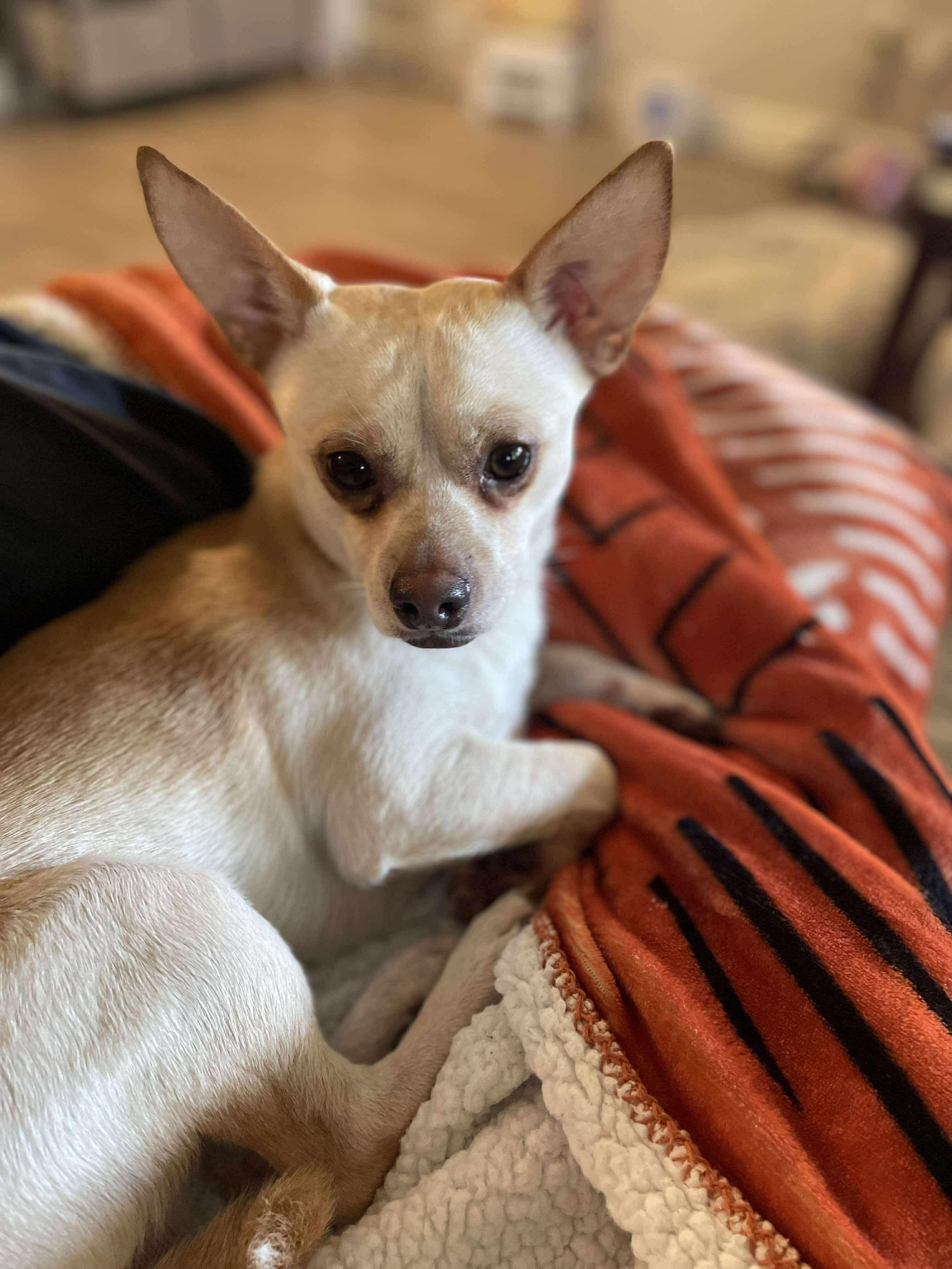 Enlarge Toby, a Adoptable Chihuahua in Fort Worth, TX image 4/6