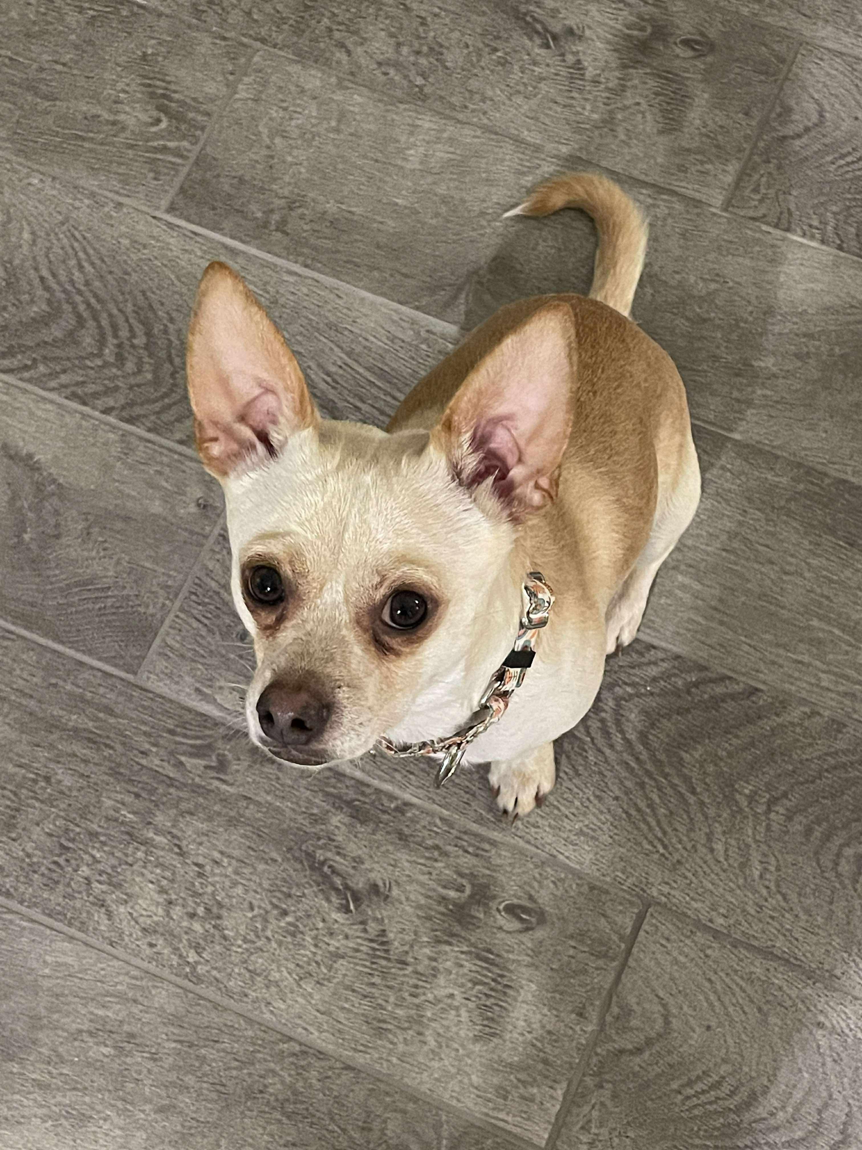Enlarge Toby, a Adoptable Chihuahua in Fort Worth, TX image 3/6