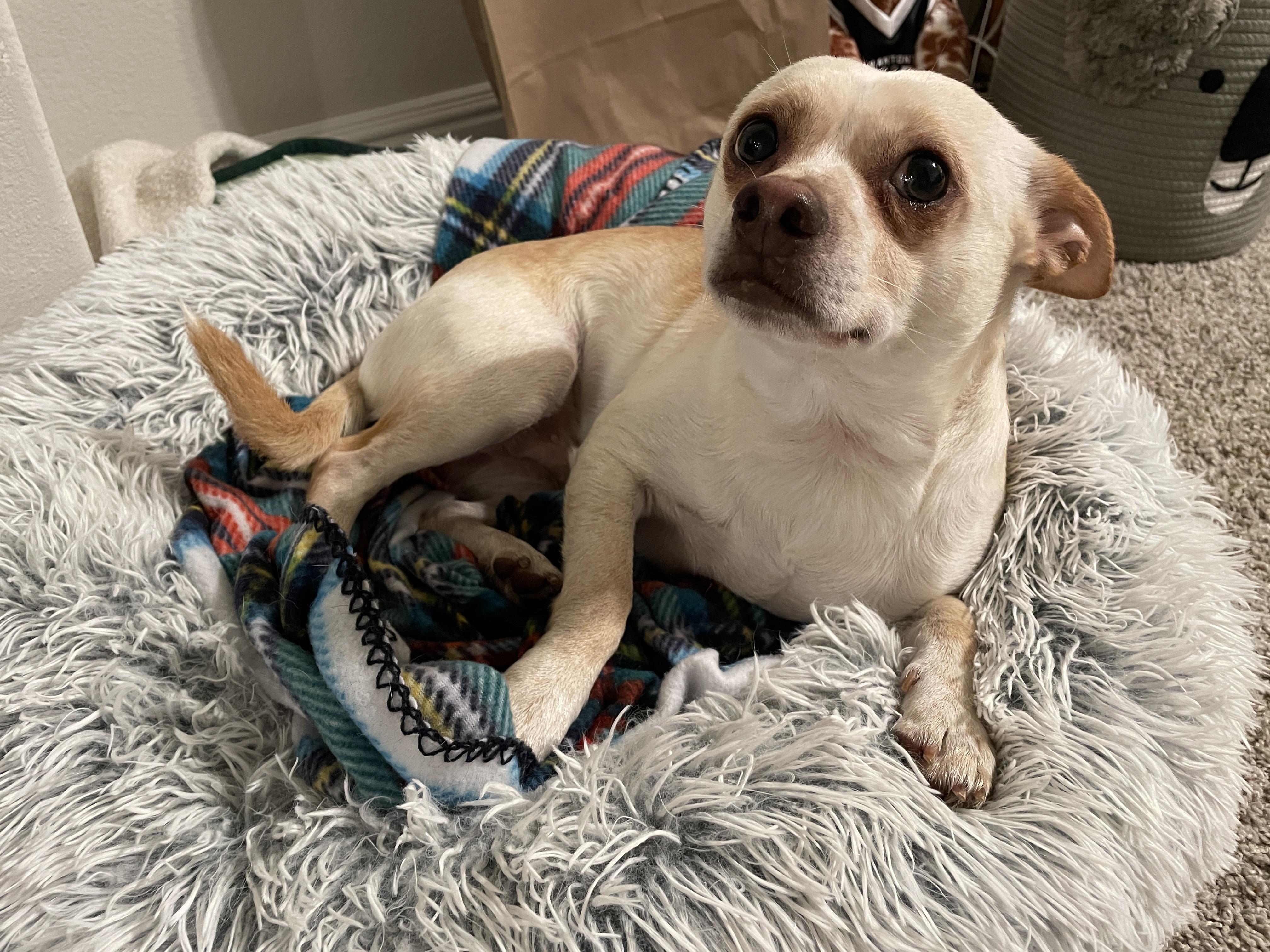 Enlarge Toby, a Adoptable Chihuahua in Fort Worth, TX image 2/6