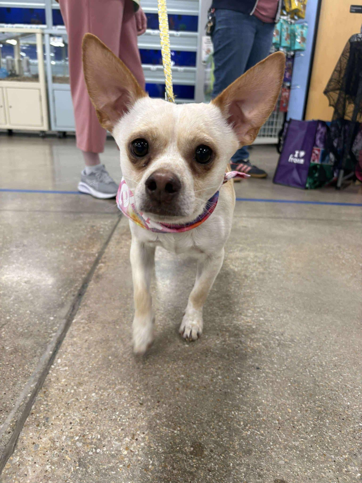 Enlarge Toby, a Adoptable Chihuahua in Fort Worth, TX image 6/6