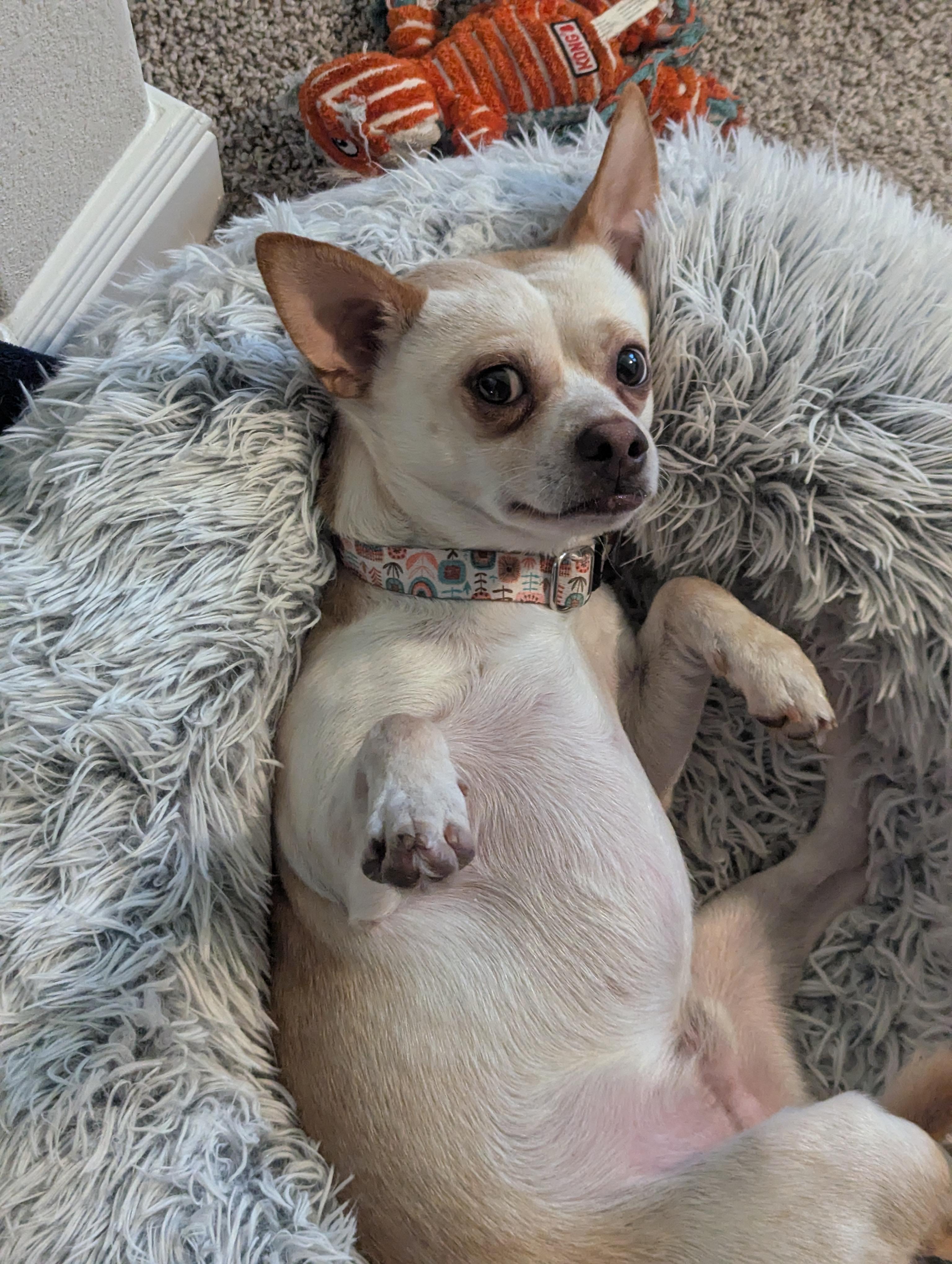 Enlarge Toby, a Adoptable Chihuahua in Fort Worth, TX image 5/6