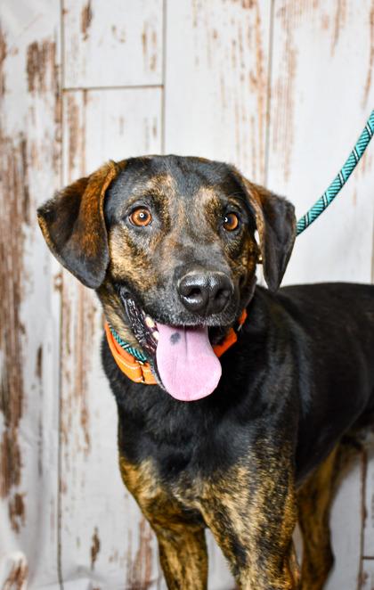 Enlarge Walter, a Adoptable mixed breed in Yakima, WA image 1/3