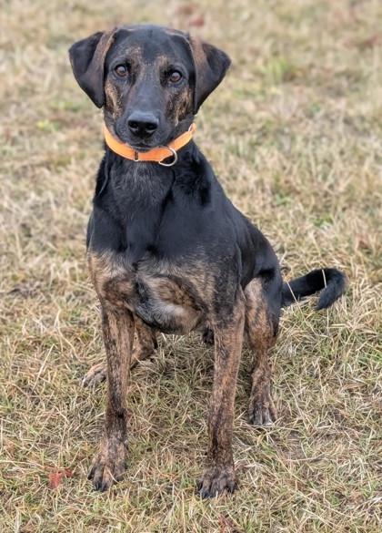 Enlarge Walter, a Adoptable mixed breed in Yakima, WA image 2/3