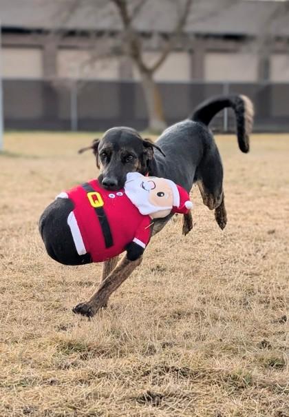 Enlarge Walter, a Adoptable mixed breed in Yakima, WA image 1/3