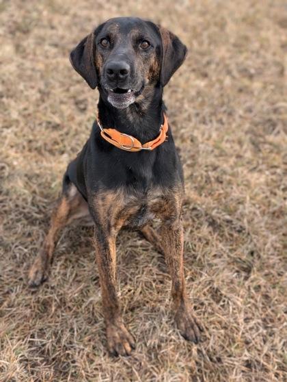 Enlarge Walter, a Adoptable mixed breed in Yakima, WA image 2/3
