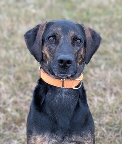 Enlarge Walter, a Adoptable mixed breed in Yakima, WA image 3/3
