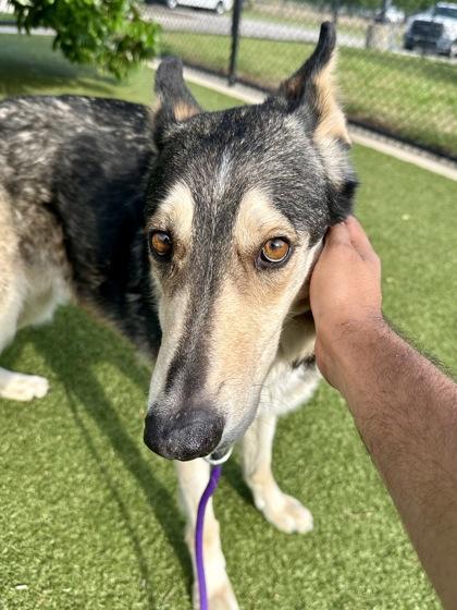 Enlarge Nova, a Adoptable mixed breed in Wichita, KS image 1/3