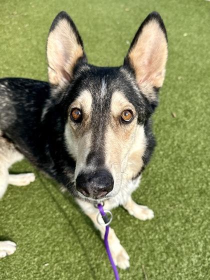 Enlarge Nova, a Adoptable mixed breed in Wichita, KS image 2/3