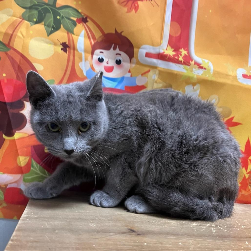 Enlarge Gravy, a Adoptable Domestic Short Hair in Normal, IL image 1/1
