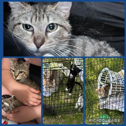 Enlarge Mew, a Adoptable mixed breed in Beatrice, NE image 1/2