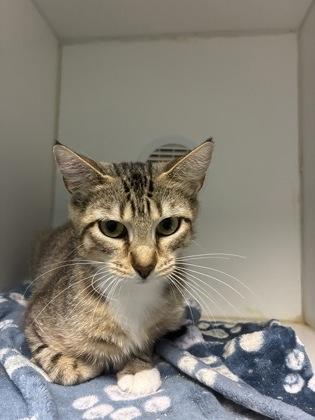 Enlarge Mew, a Adoptable mixed breed in Beatrice, NE image 2/2