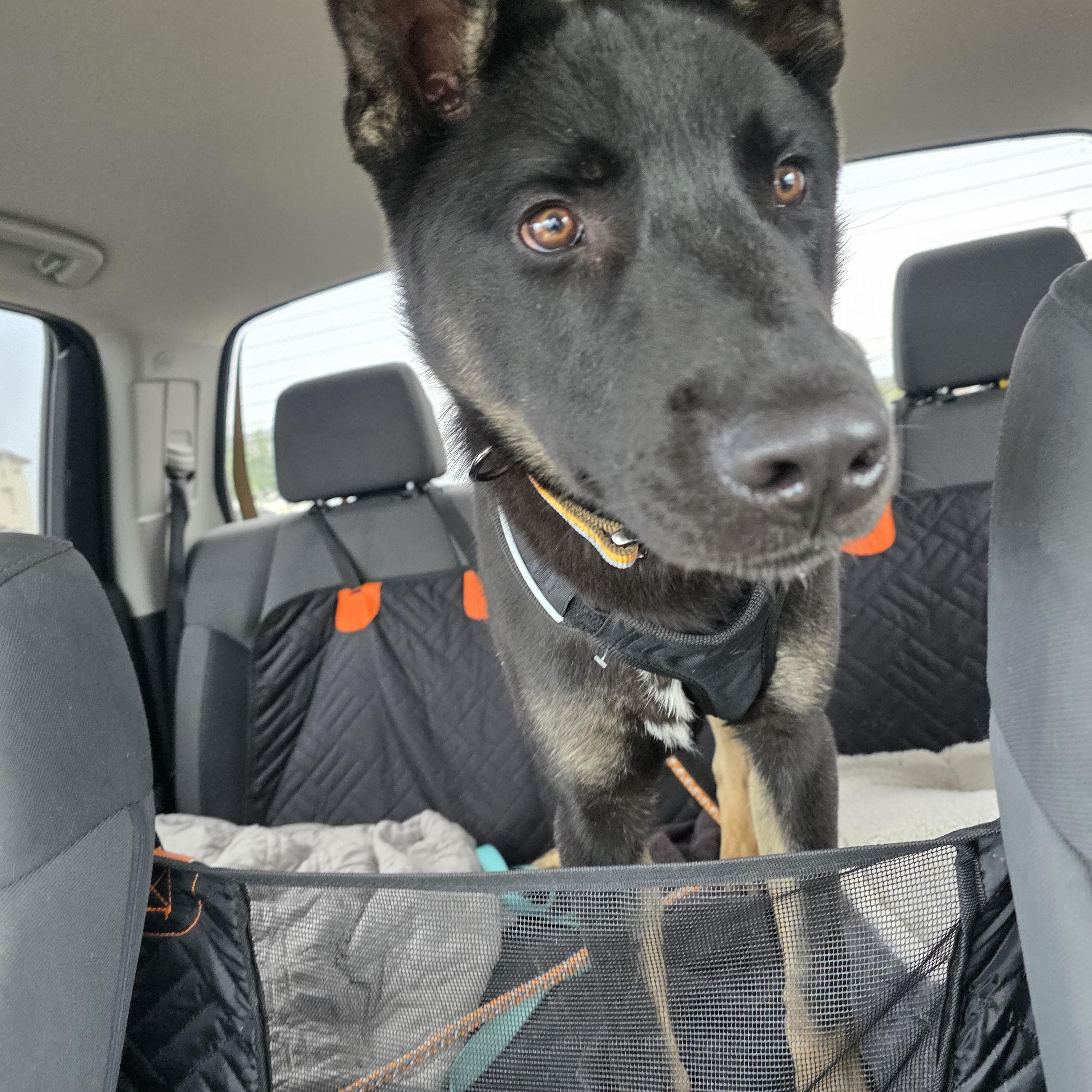 Enlarge Thor, an adoptable mixed breed in Santa Clara, CA image 2/5