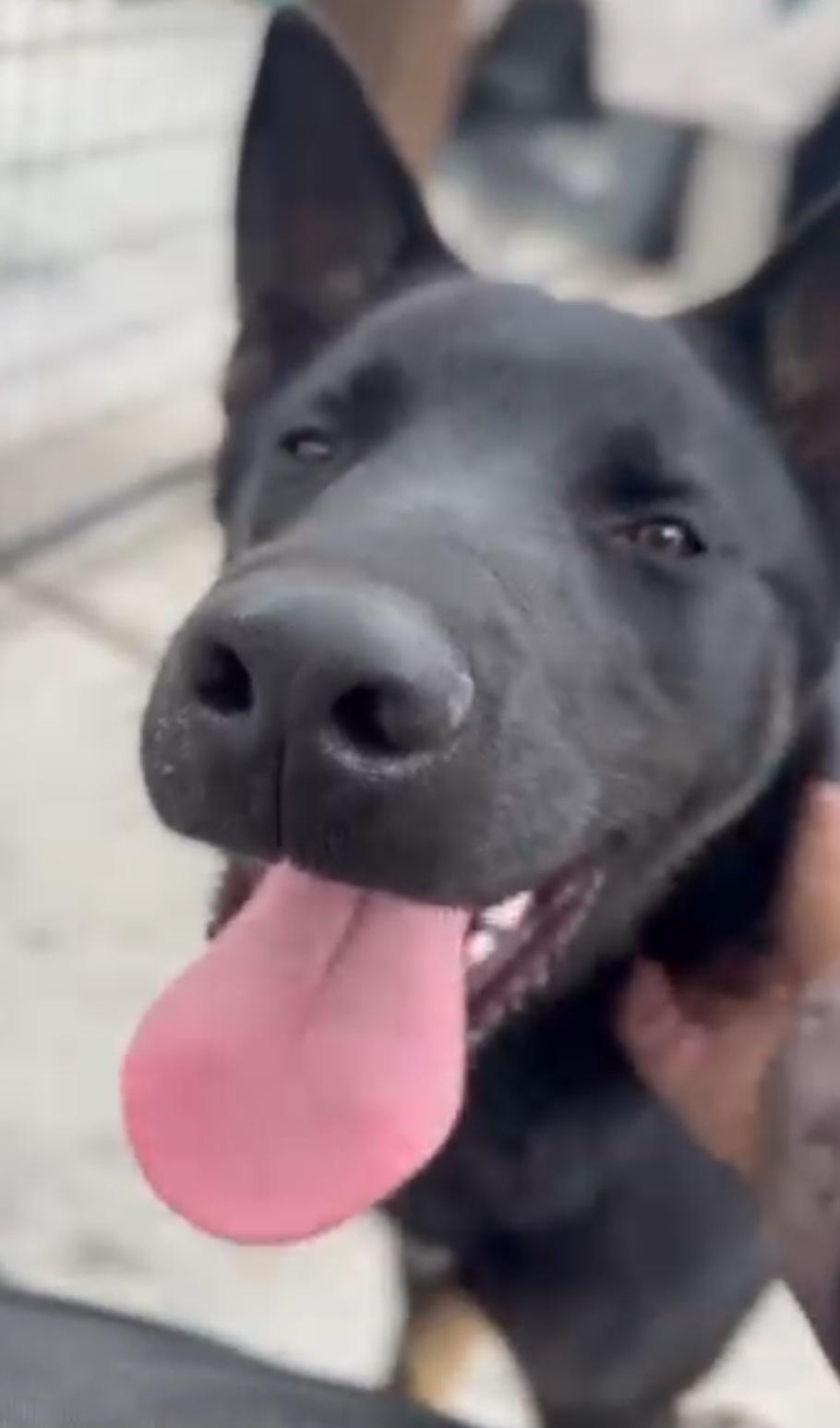 Enlarge Thor, an adoptable mixed breed in Santa Clara, CA image 3/5